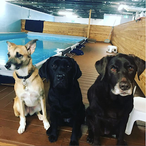 Dog Swim Vancouver place picture