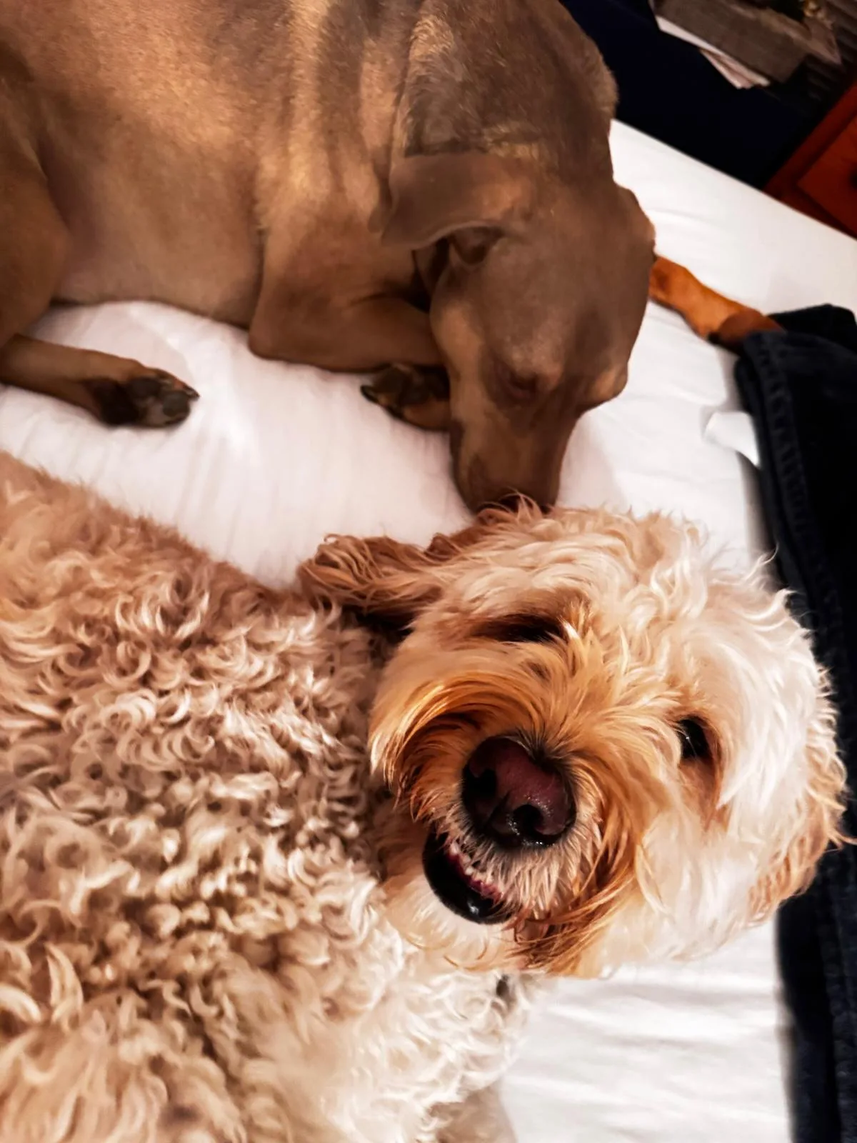 Two dogs resting together on a bed