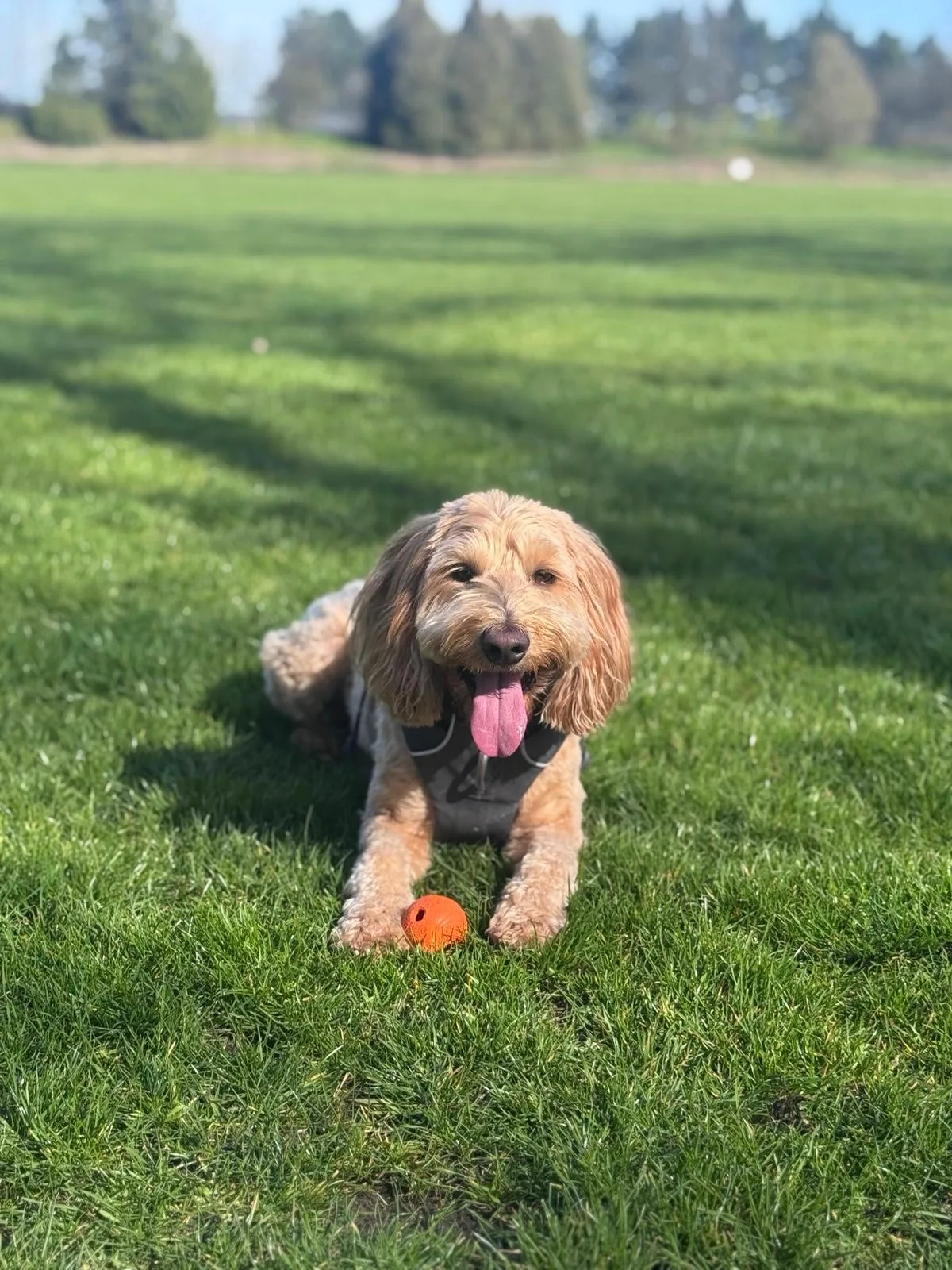 Doodle relaxing on the field with a ball