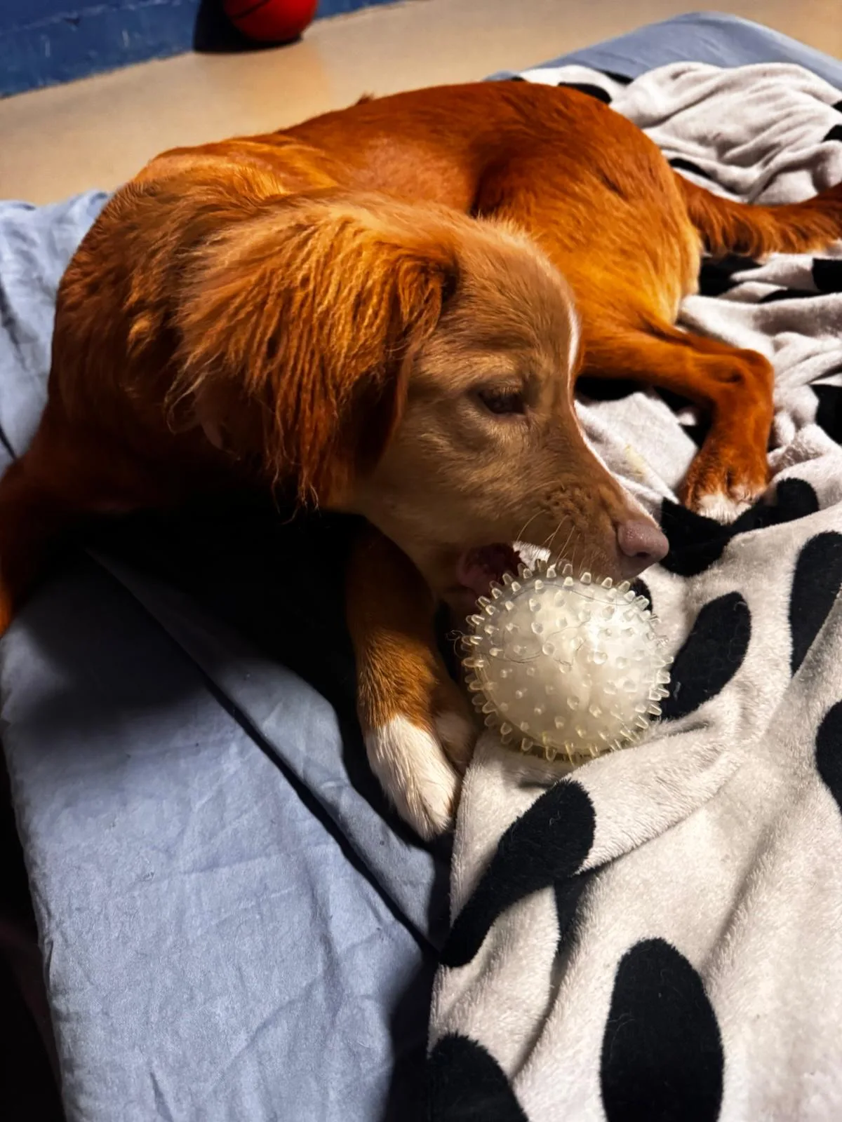 Dog curled up with a favourite ball