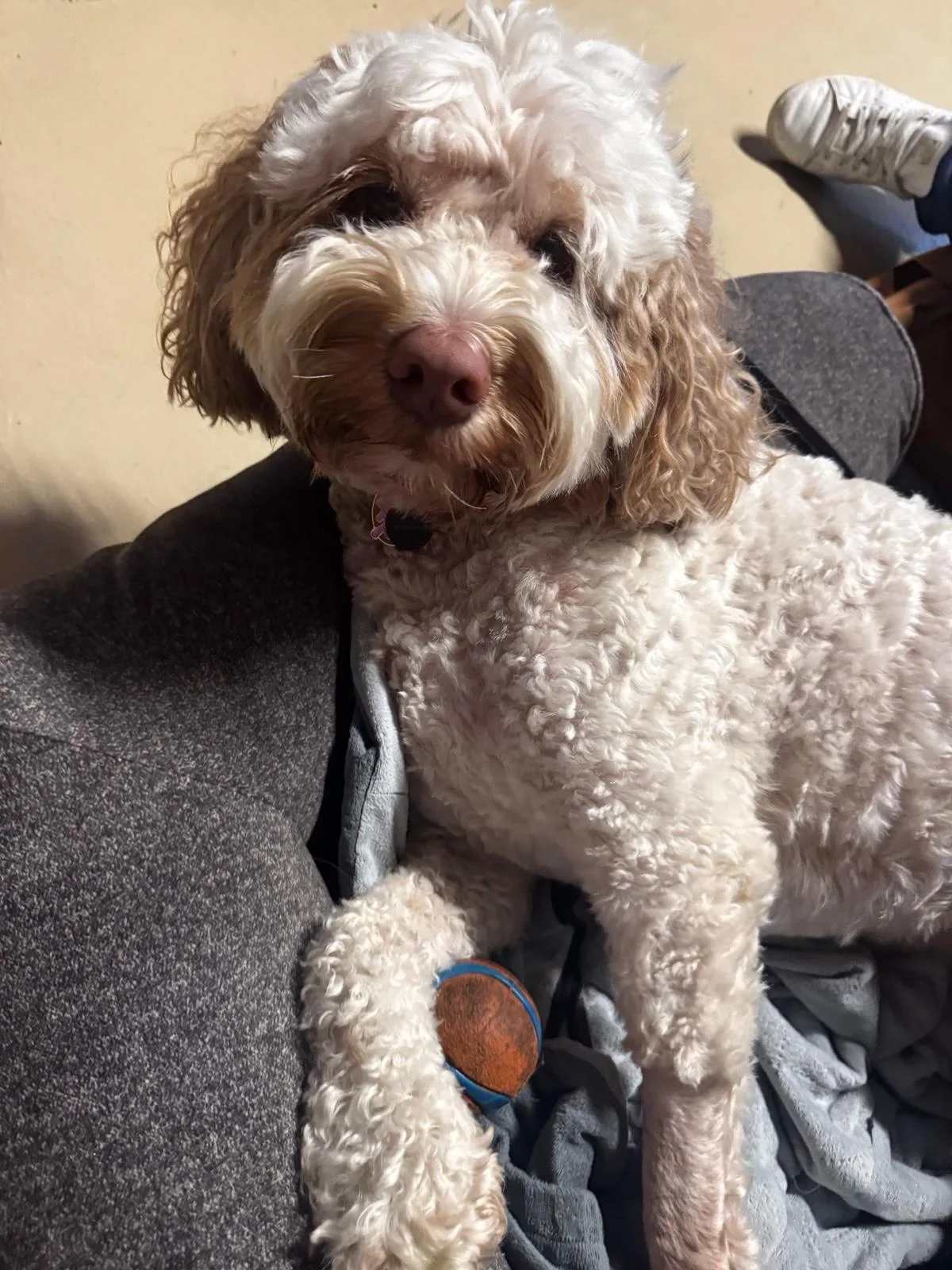 Curly cream dog settled in on the couch