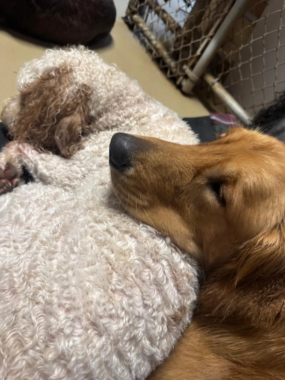 Two friends napping side by side