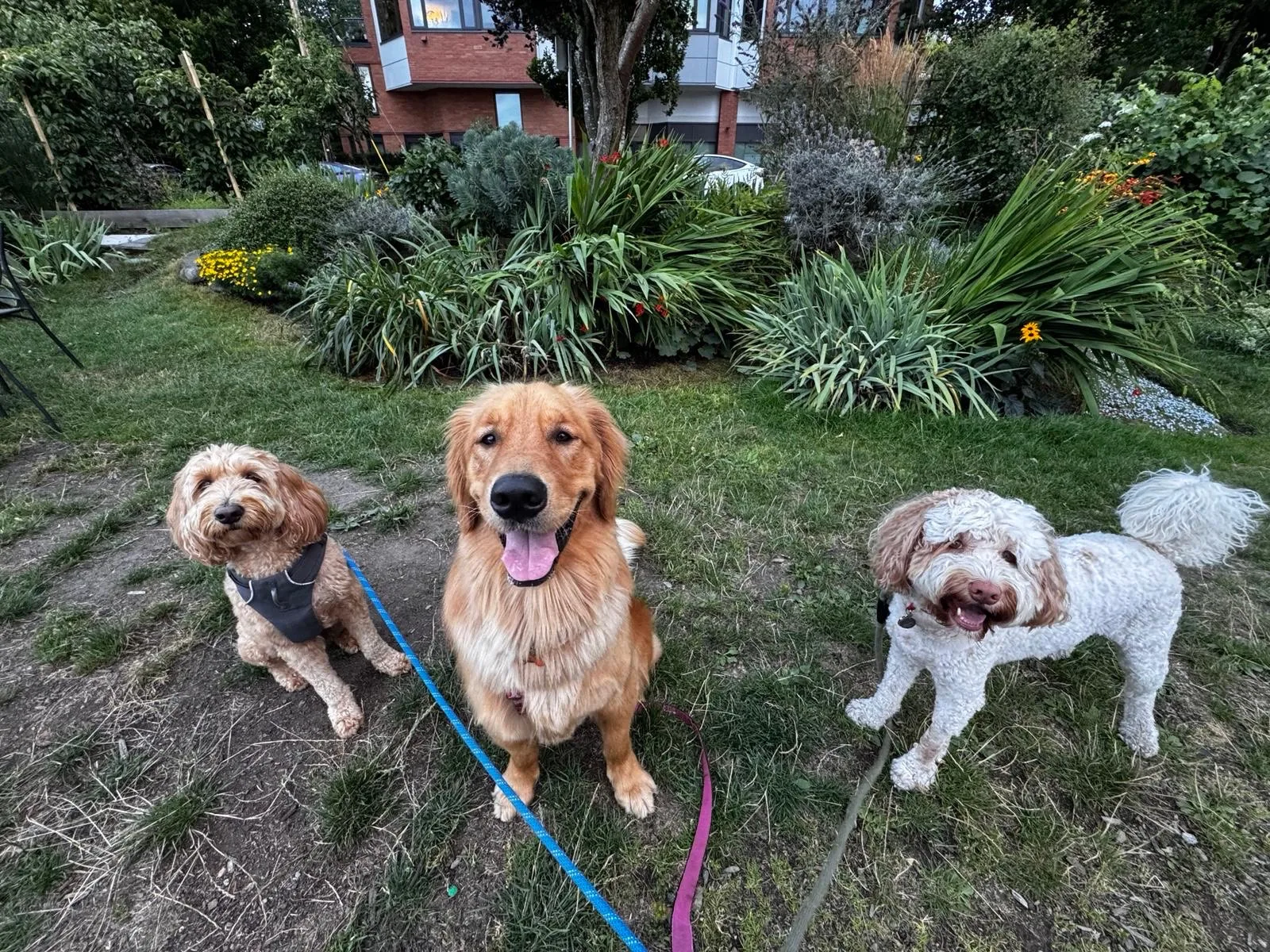 Three dogs in the garden