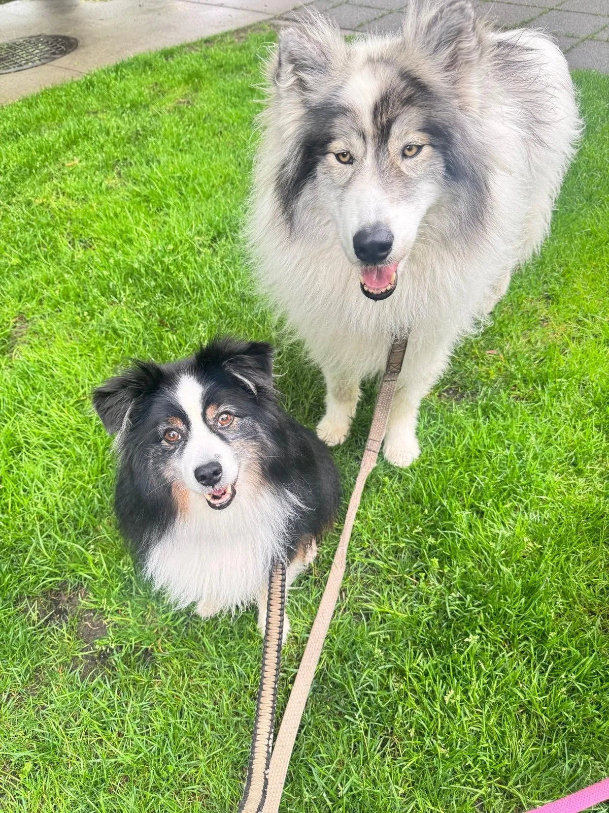Two dogs on the grass after a walk
