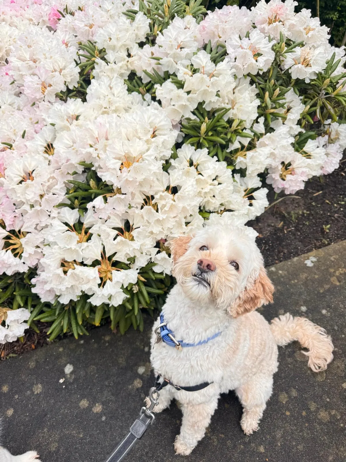 Small dog posing by white blossoms