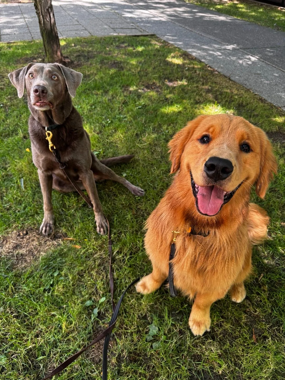 Two dogs sitting in the shade