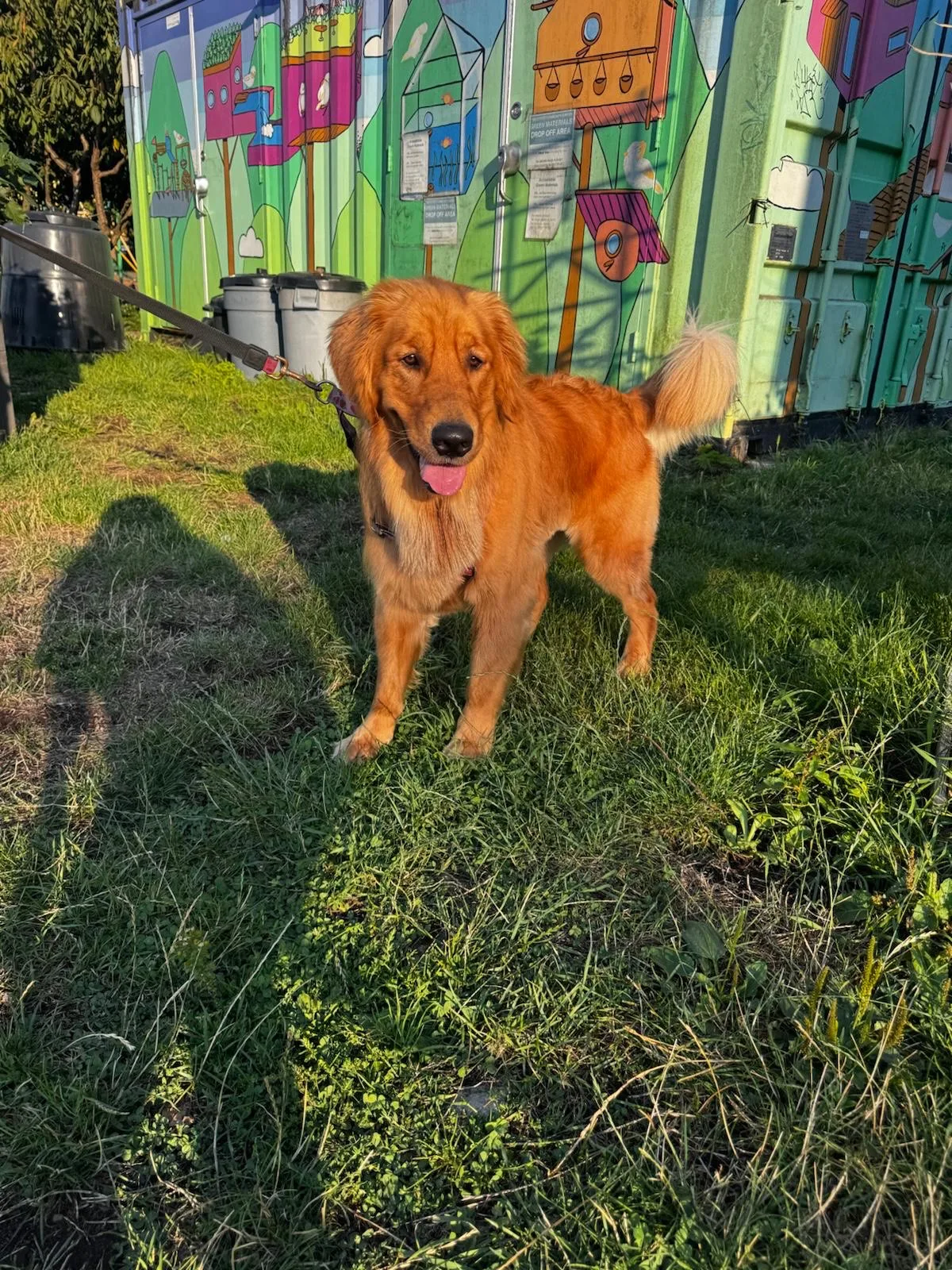 Golden retriever on an evening walk