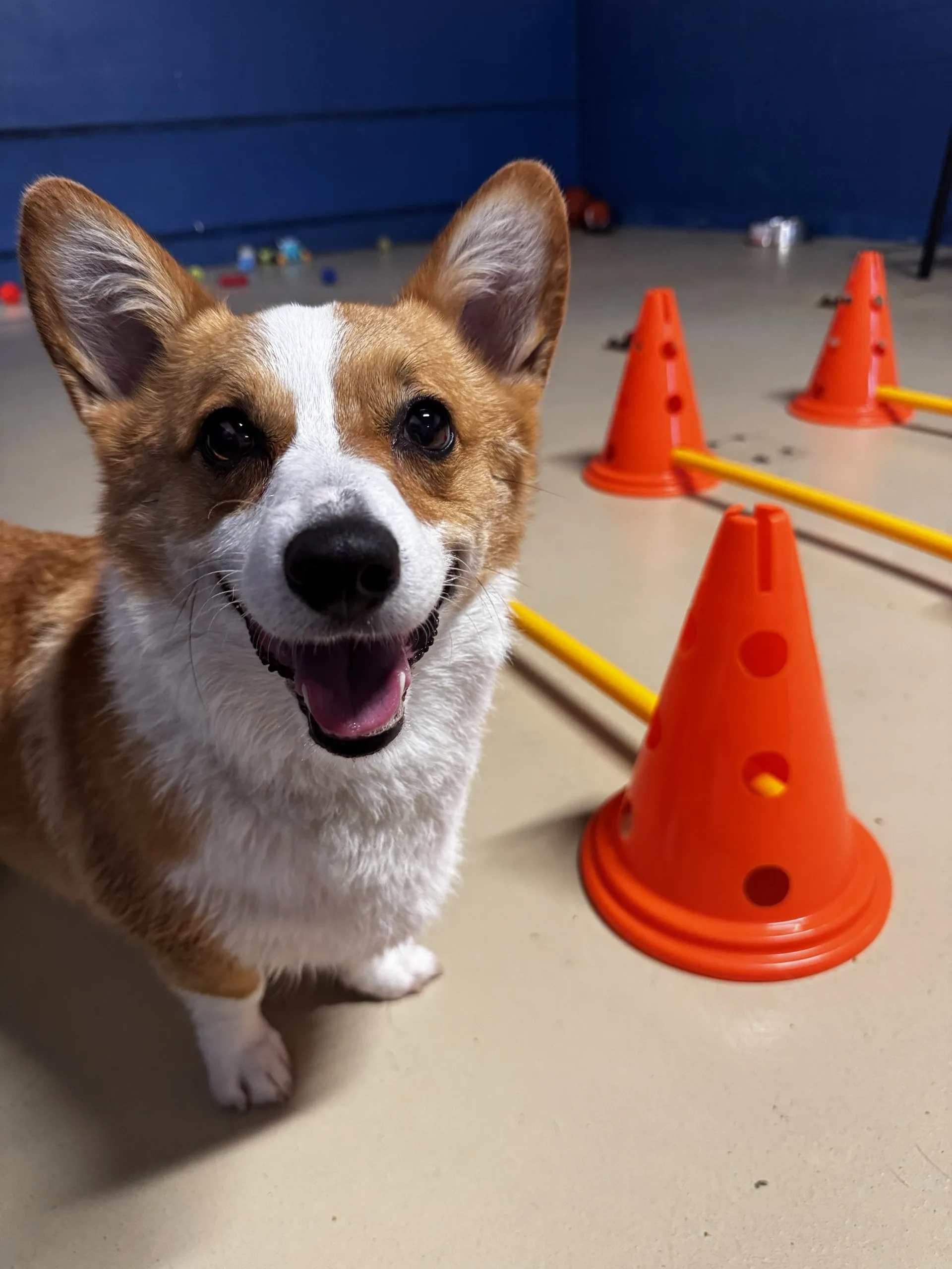 Corgi smiling next to the agility cones