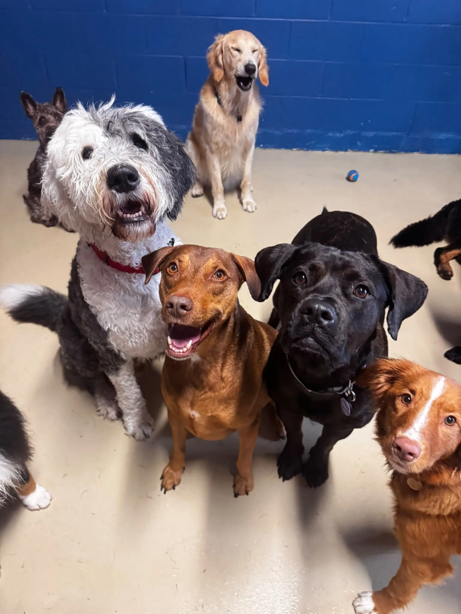 Group of dogs looking up in the daycare room
