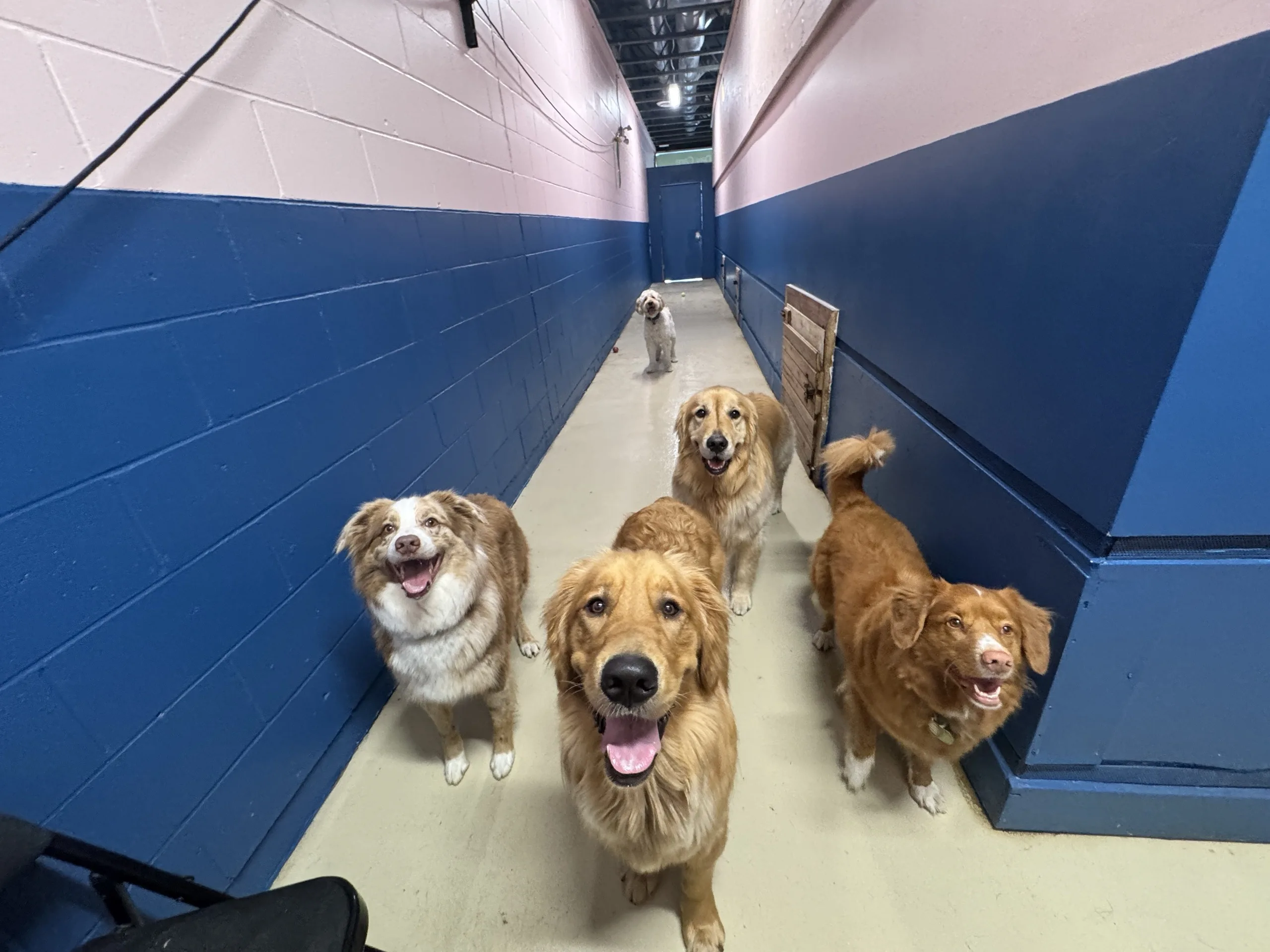 Four dogs walking down the daycare hallway toward the camera