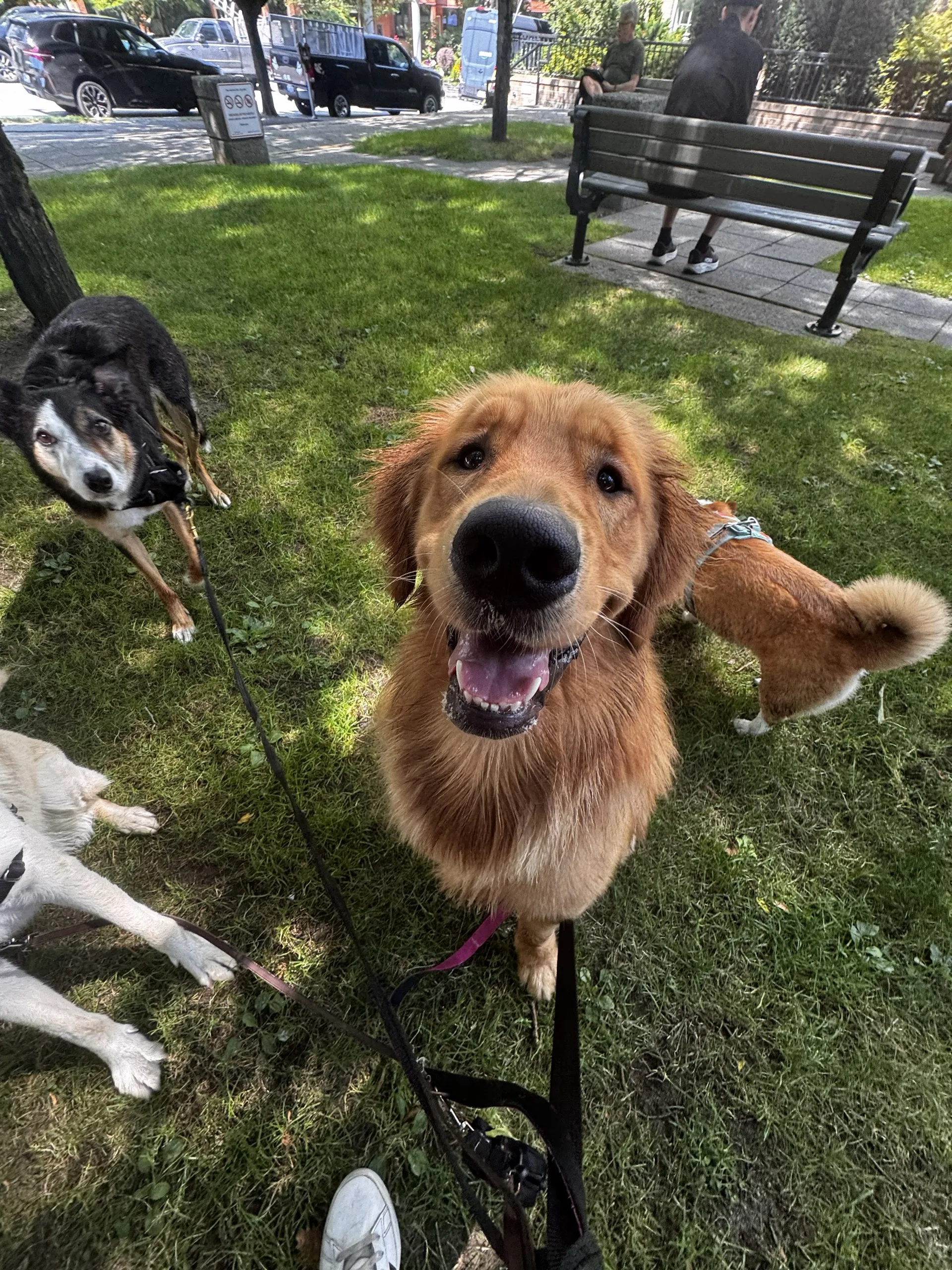 Golden retriever on a walk break in the park with friends