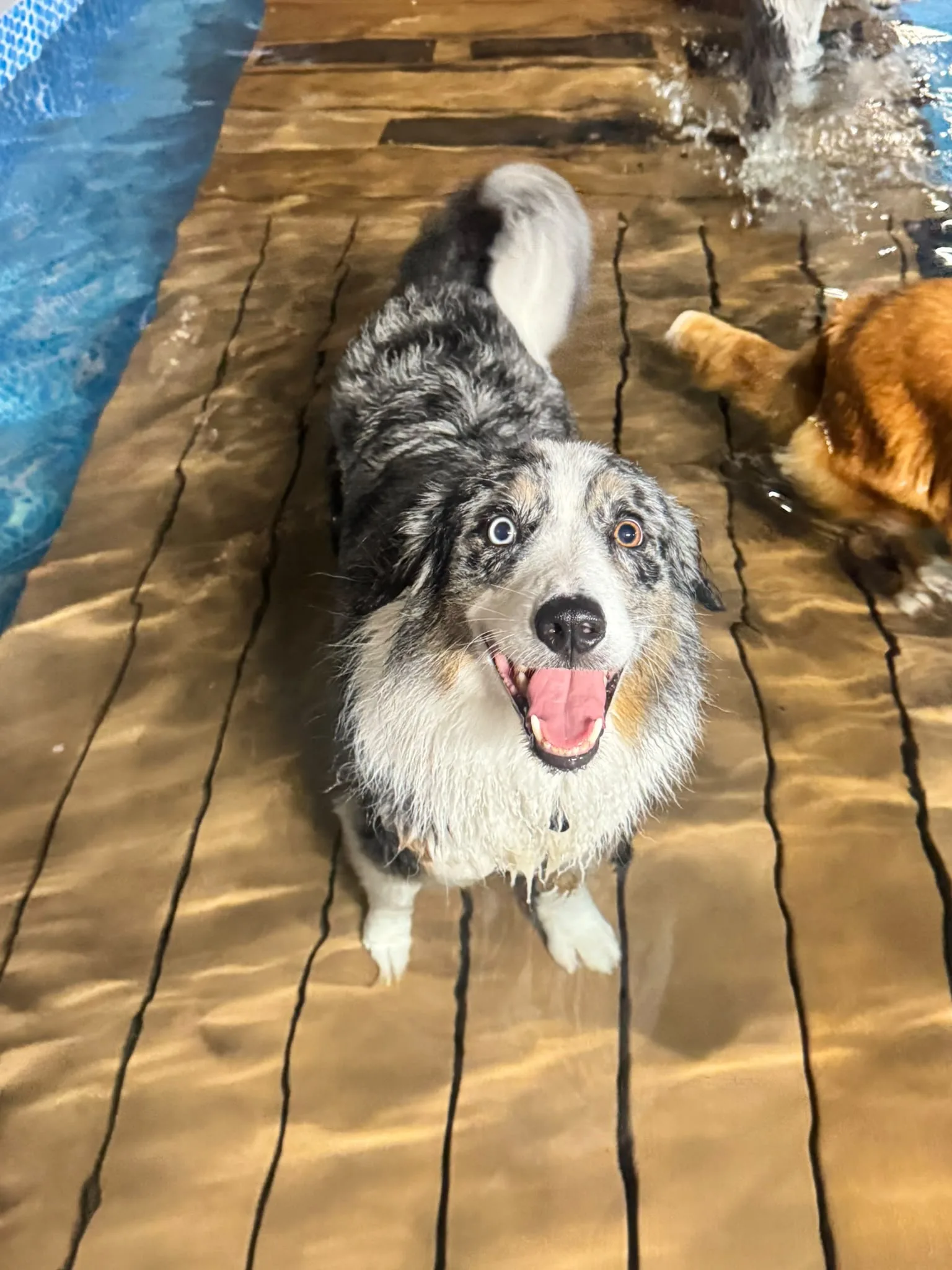 Australian shepherd smiling on the pool deck