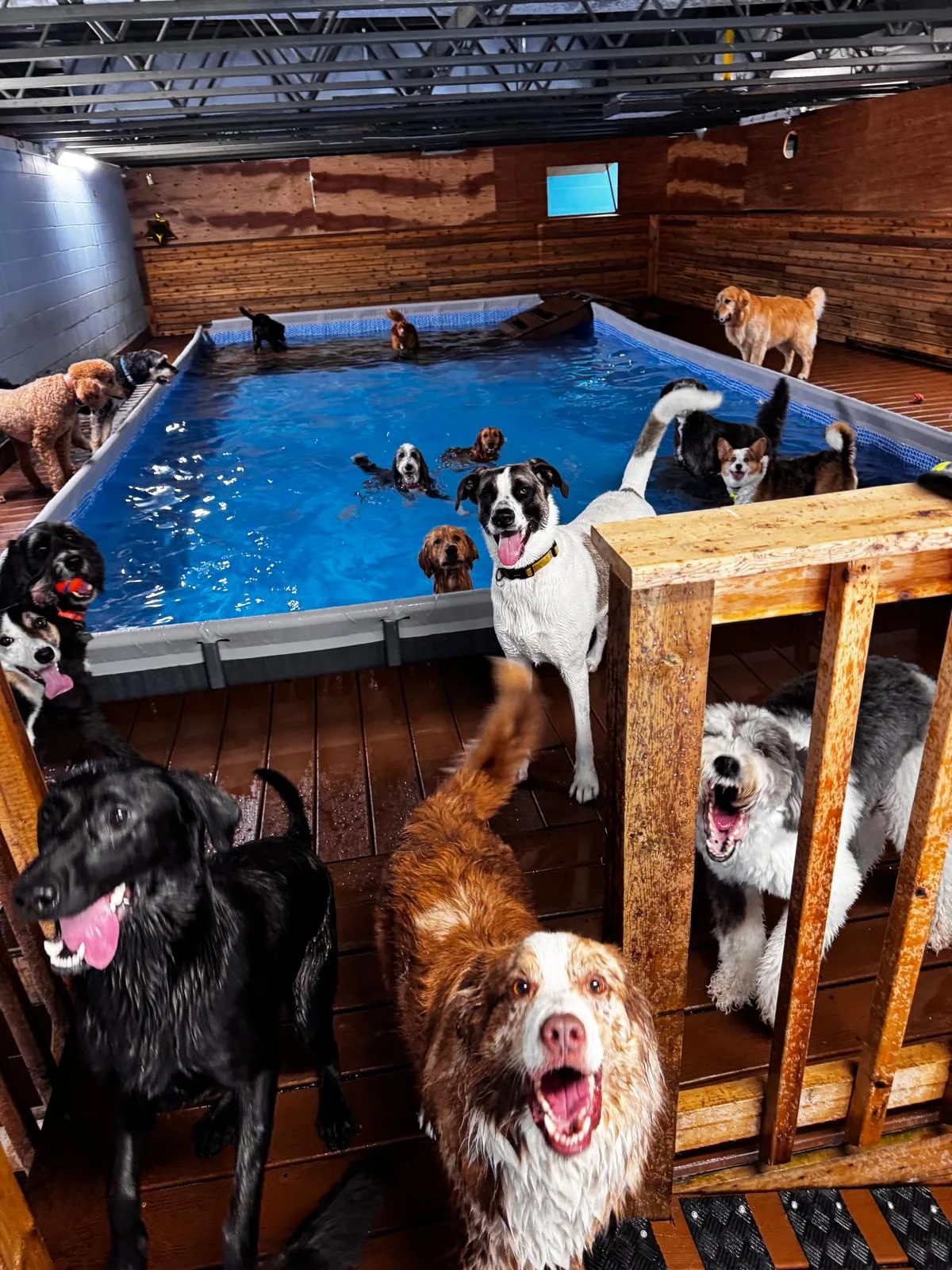Dogs in and around the pool looking at the camera