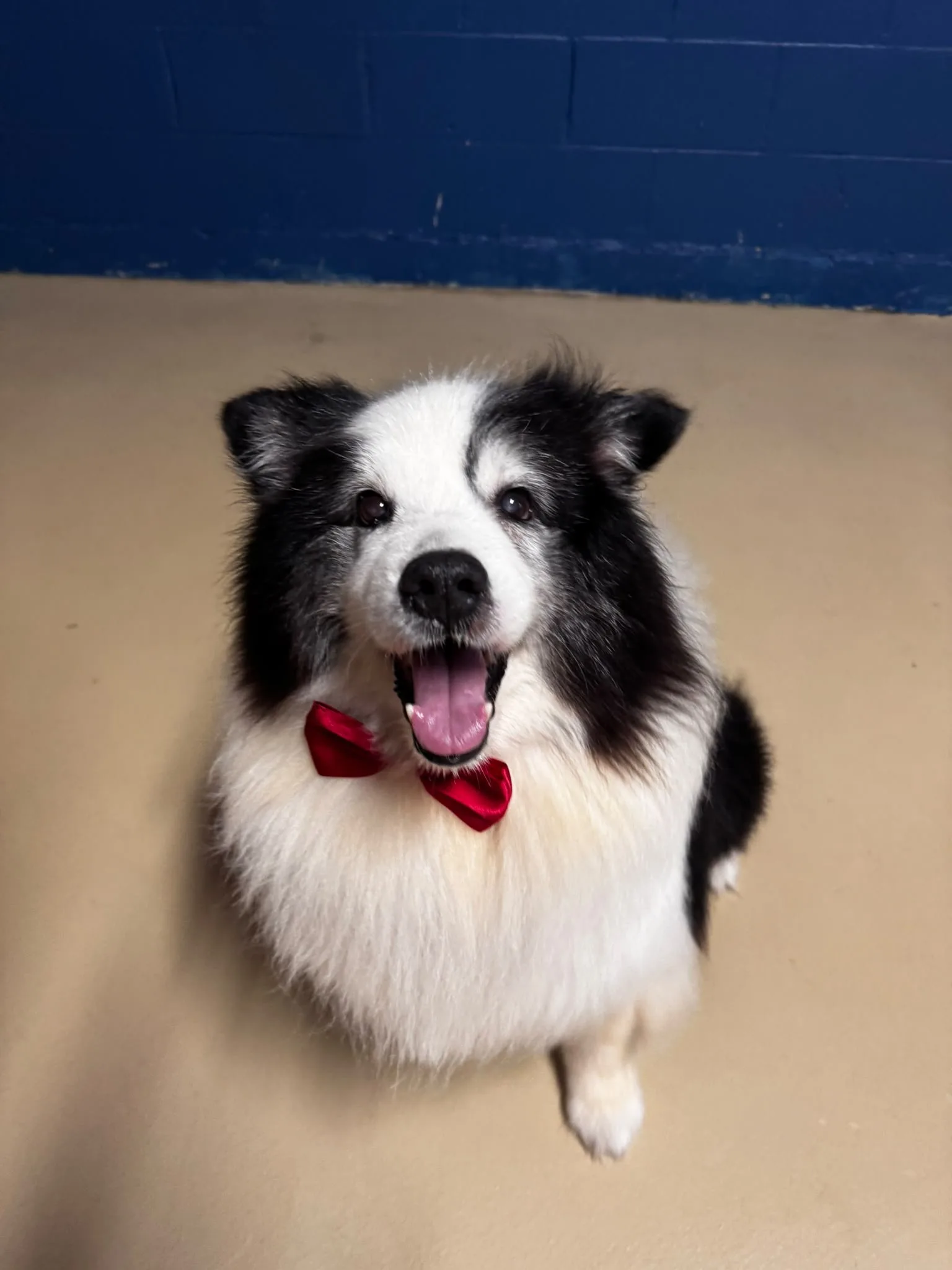 Freshly groomed dog with a red bow tie