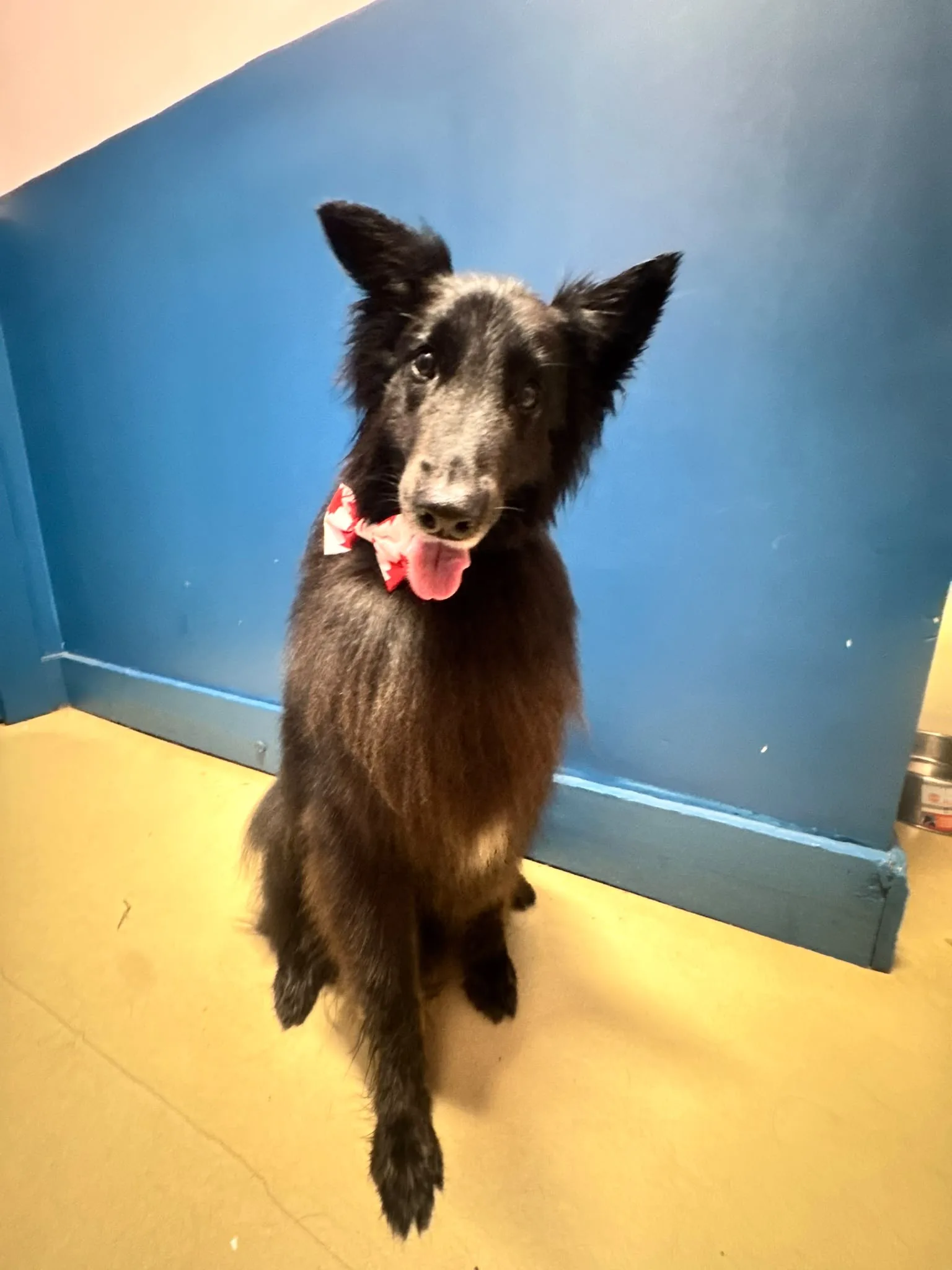 Groomed dog wearing a bow tie after a spa bath