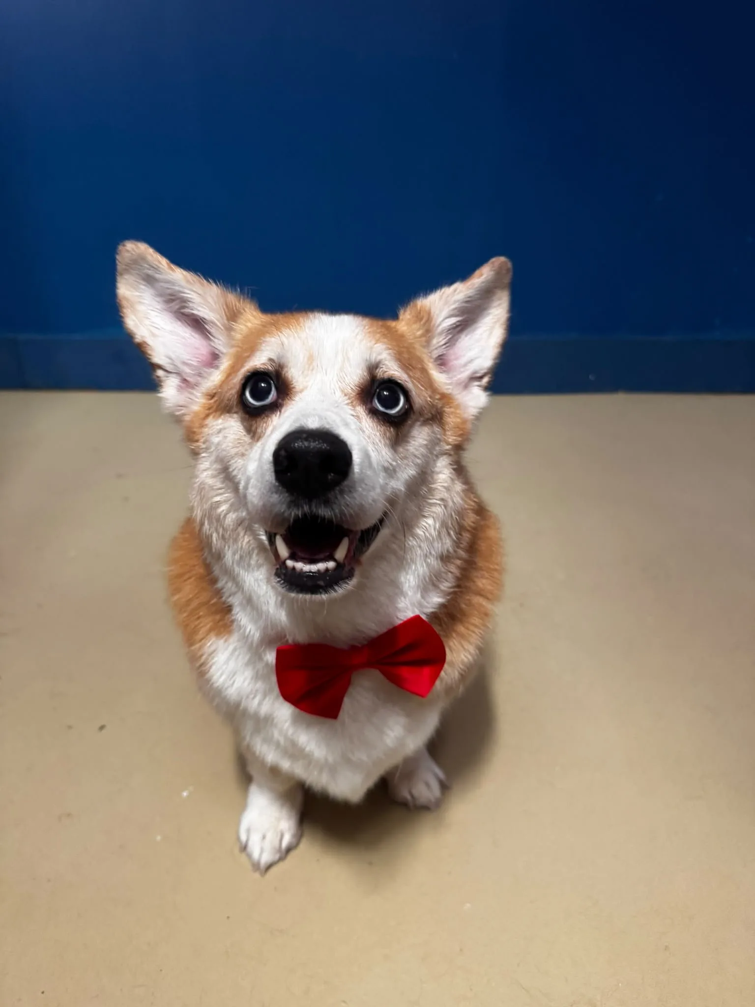 Corgi with a red bow tie after grooming