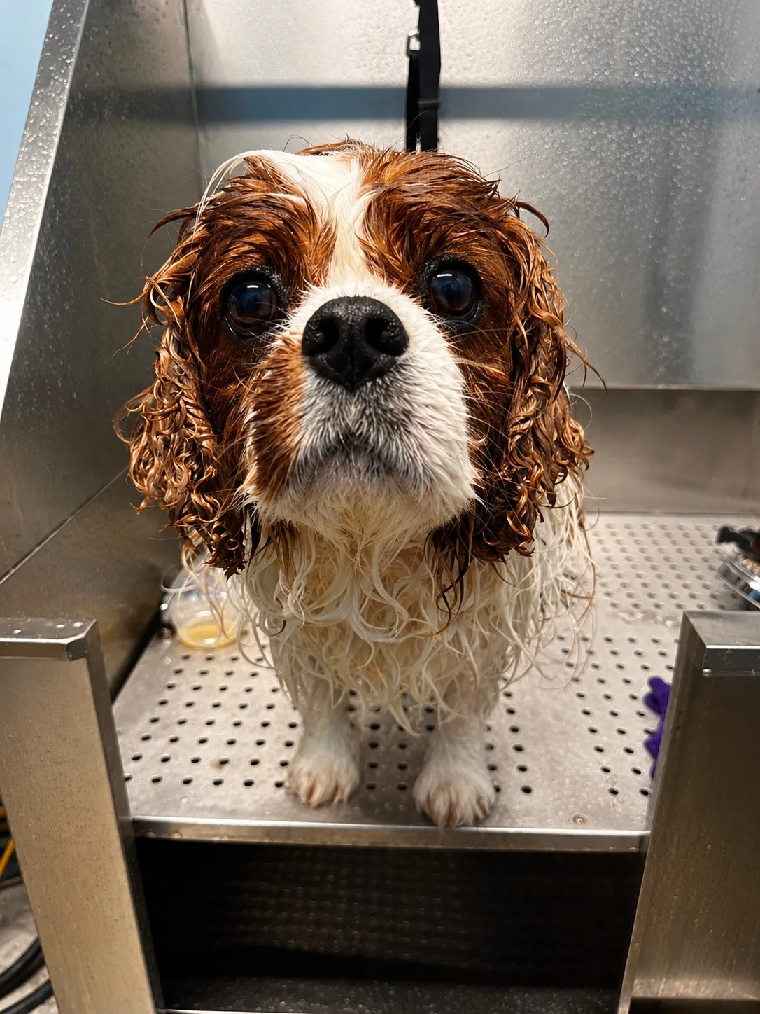 Spaniel in the grooming tub during a warm bath