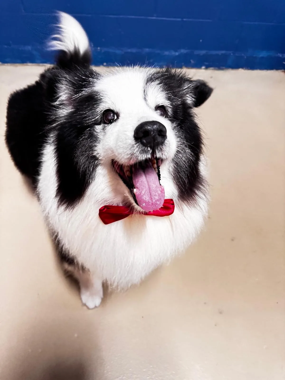 Happy groomed dog with a red bow tie