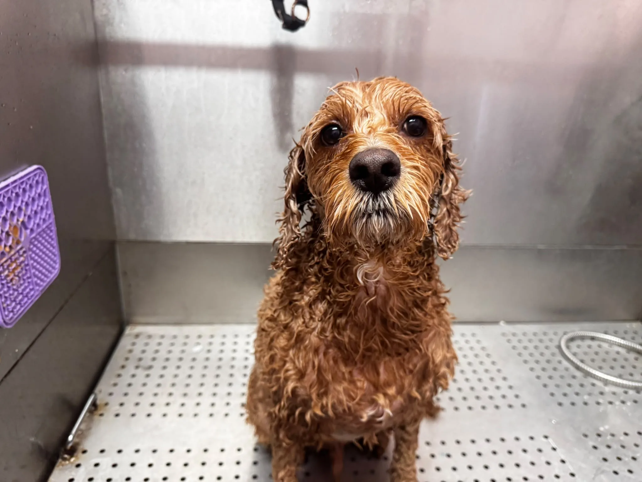 Wet cockapoo waiting calmly in the bathing station