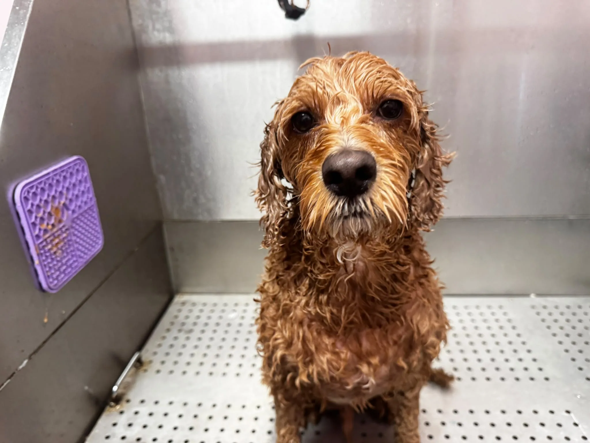 Cockapoo looking up during a warm bath
