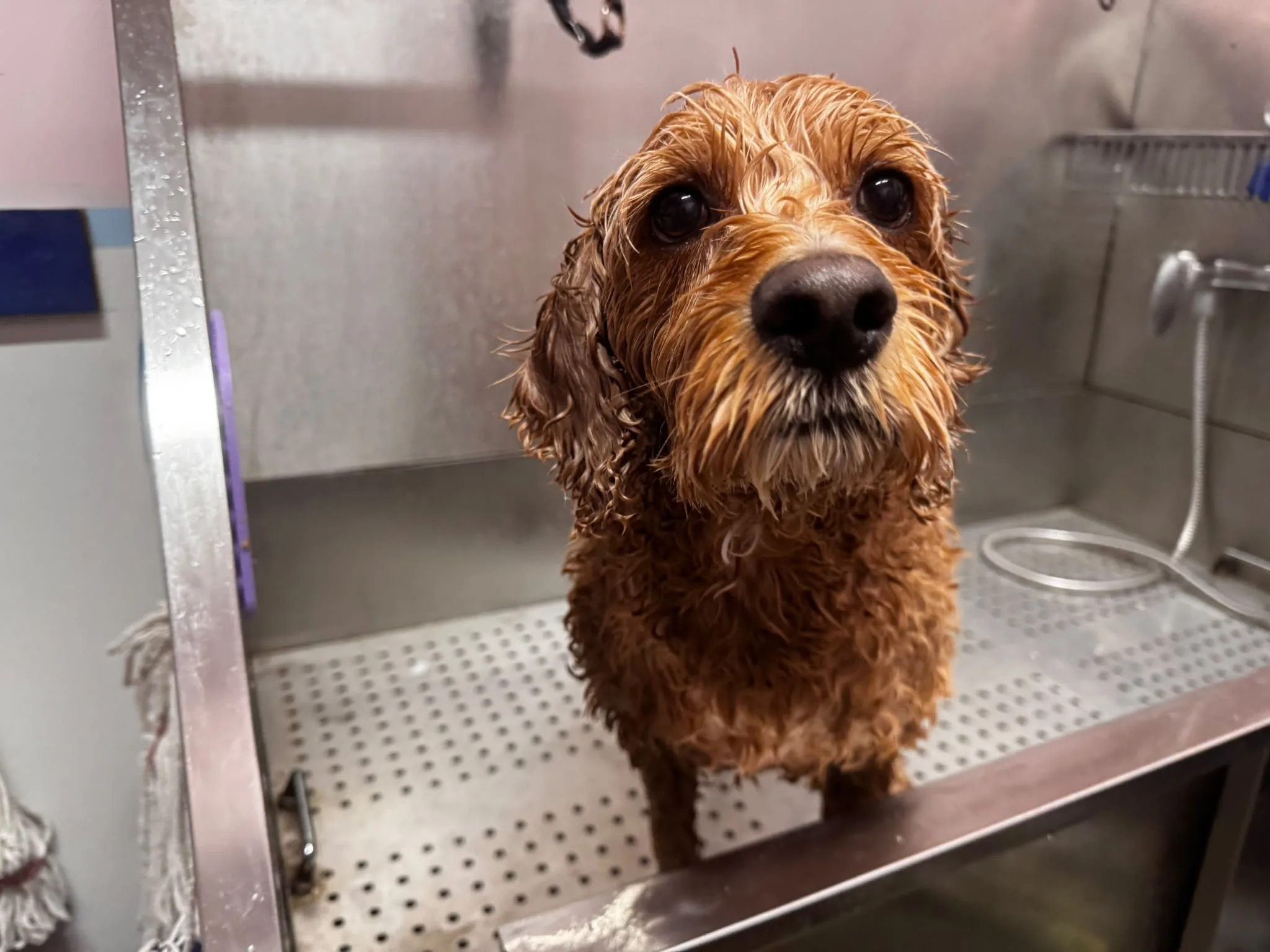 Freshly rinsed cockapoo standing in the grooming tub