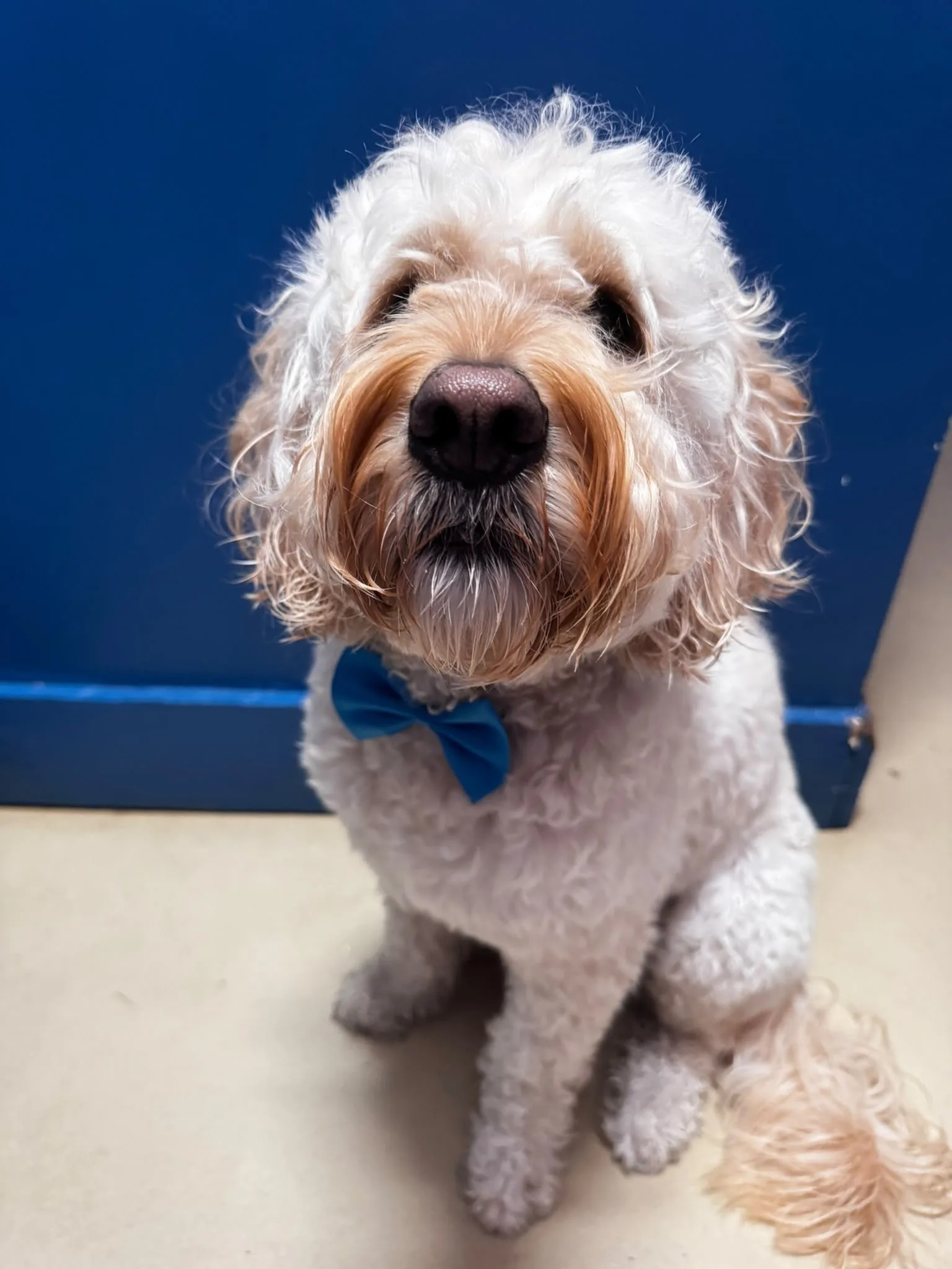 Cream cockapoo with a blue bow tie after grooming