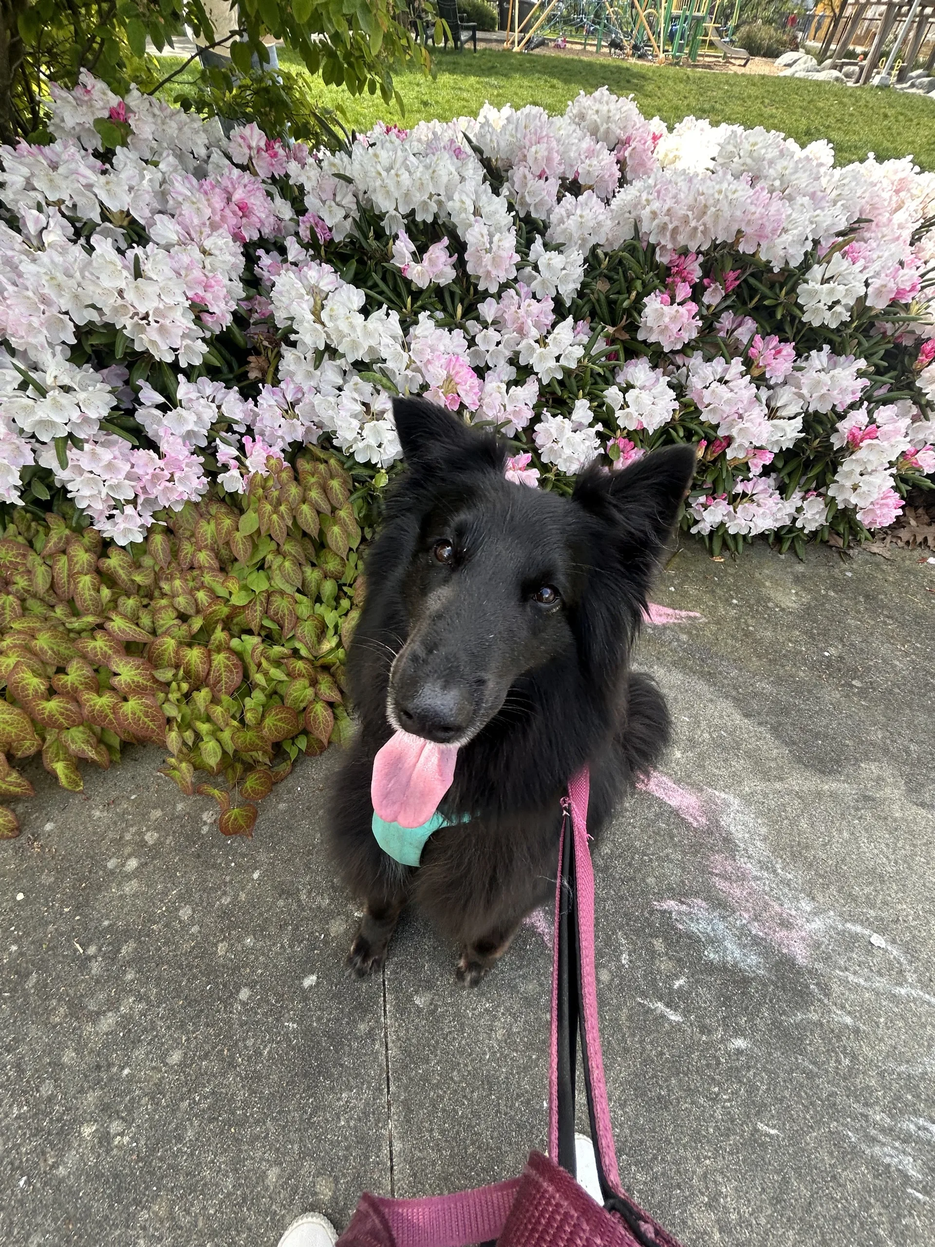 Black shepherd on a walk break beside blooming rhododendrons