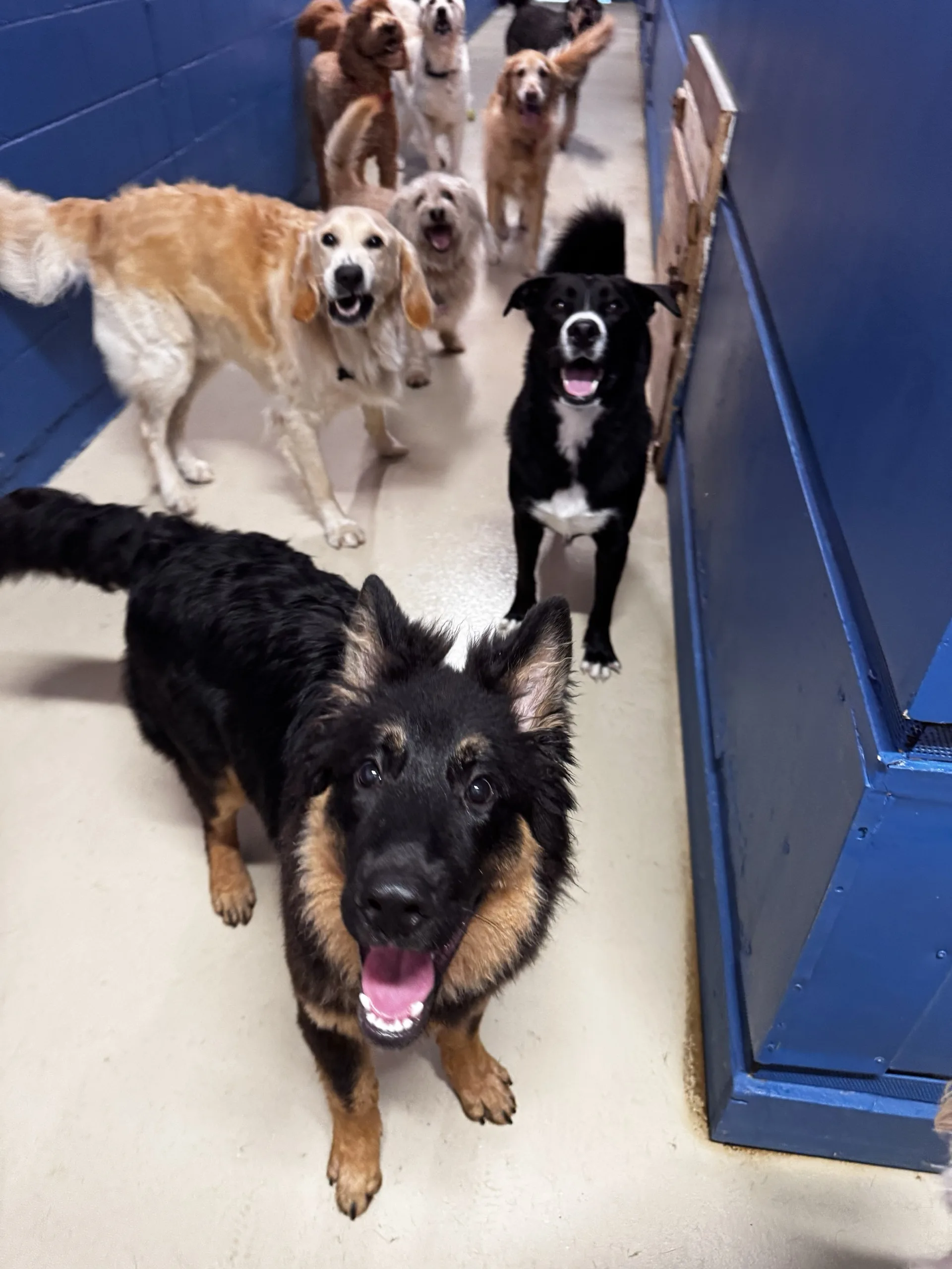 German shepherd leading a happy group down the hallway