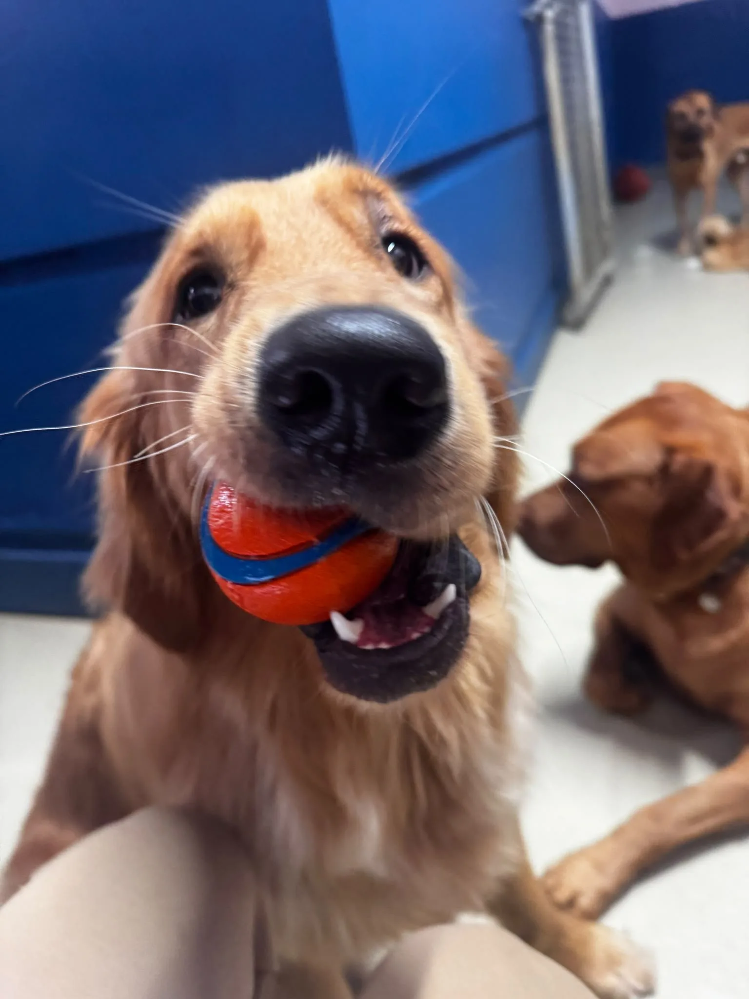 Golden retriever holding a ball up close