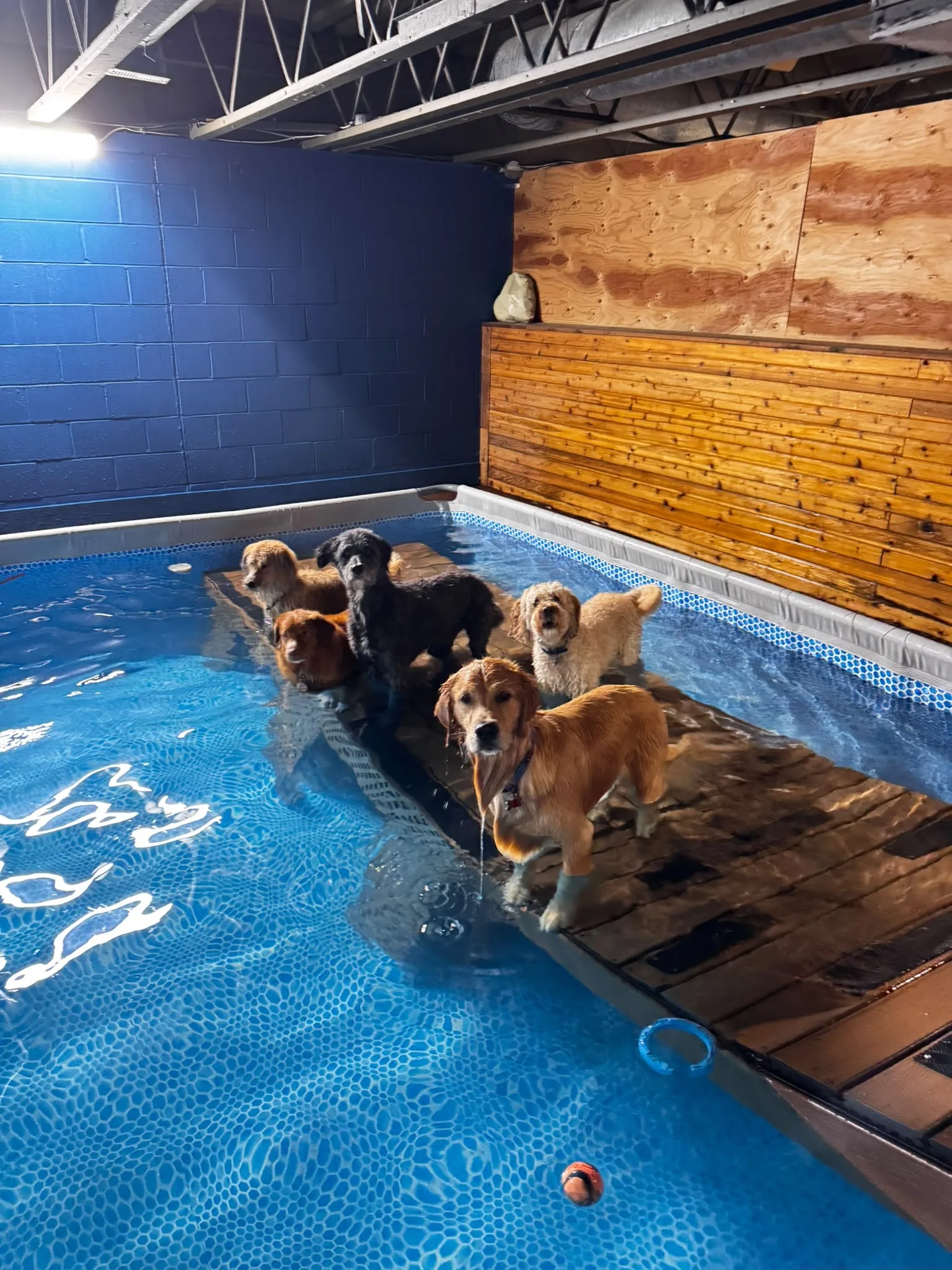 Group of dogs standing on the pool ledge