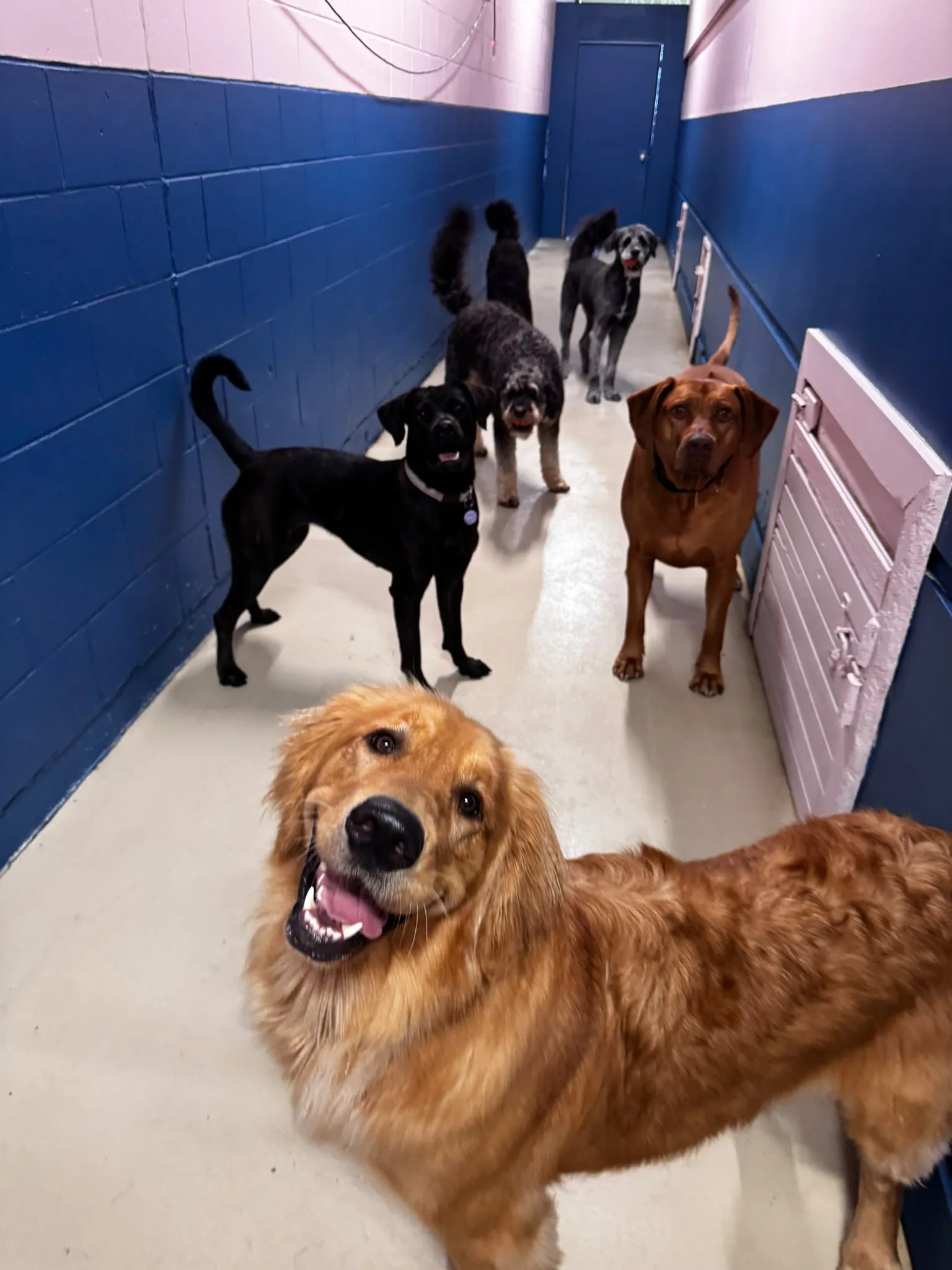 Group of dogs greeting the camera in the daycare hallway