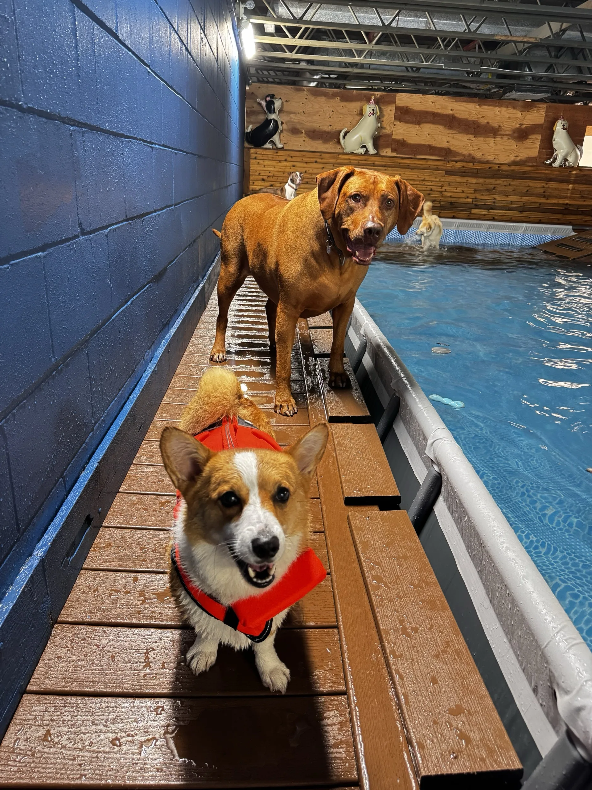 Corgi in a life jacket and a friend on the pool deck