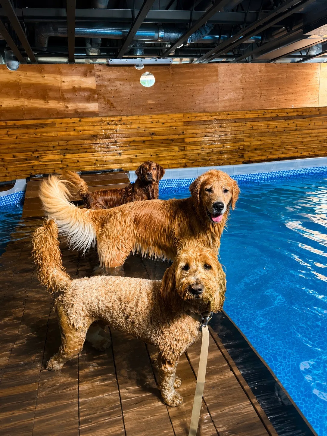Goldens and a doodle standing on the pool deck
