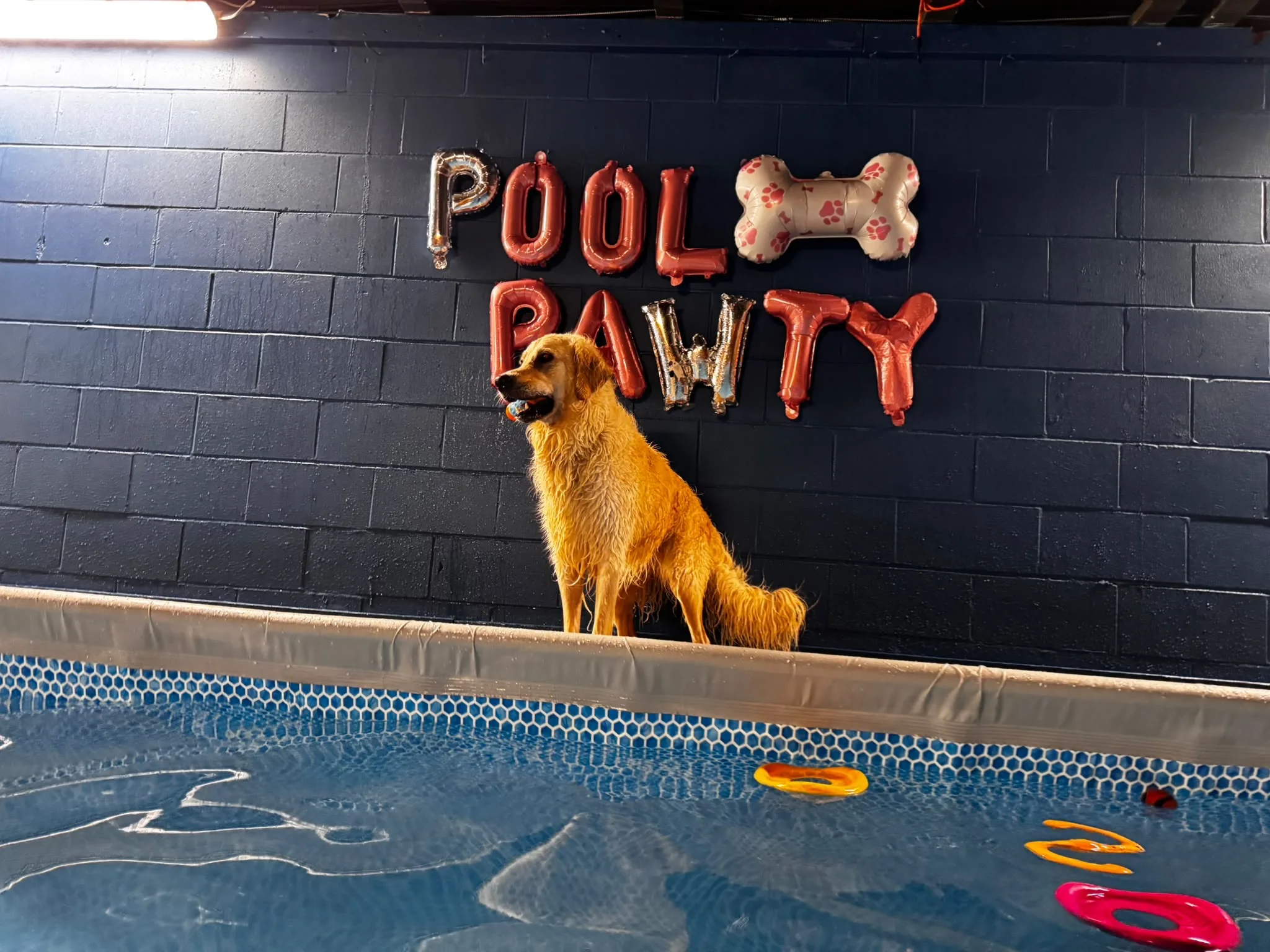 Golden retriever by the pool under Pool Pawty balloons