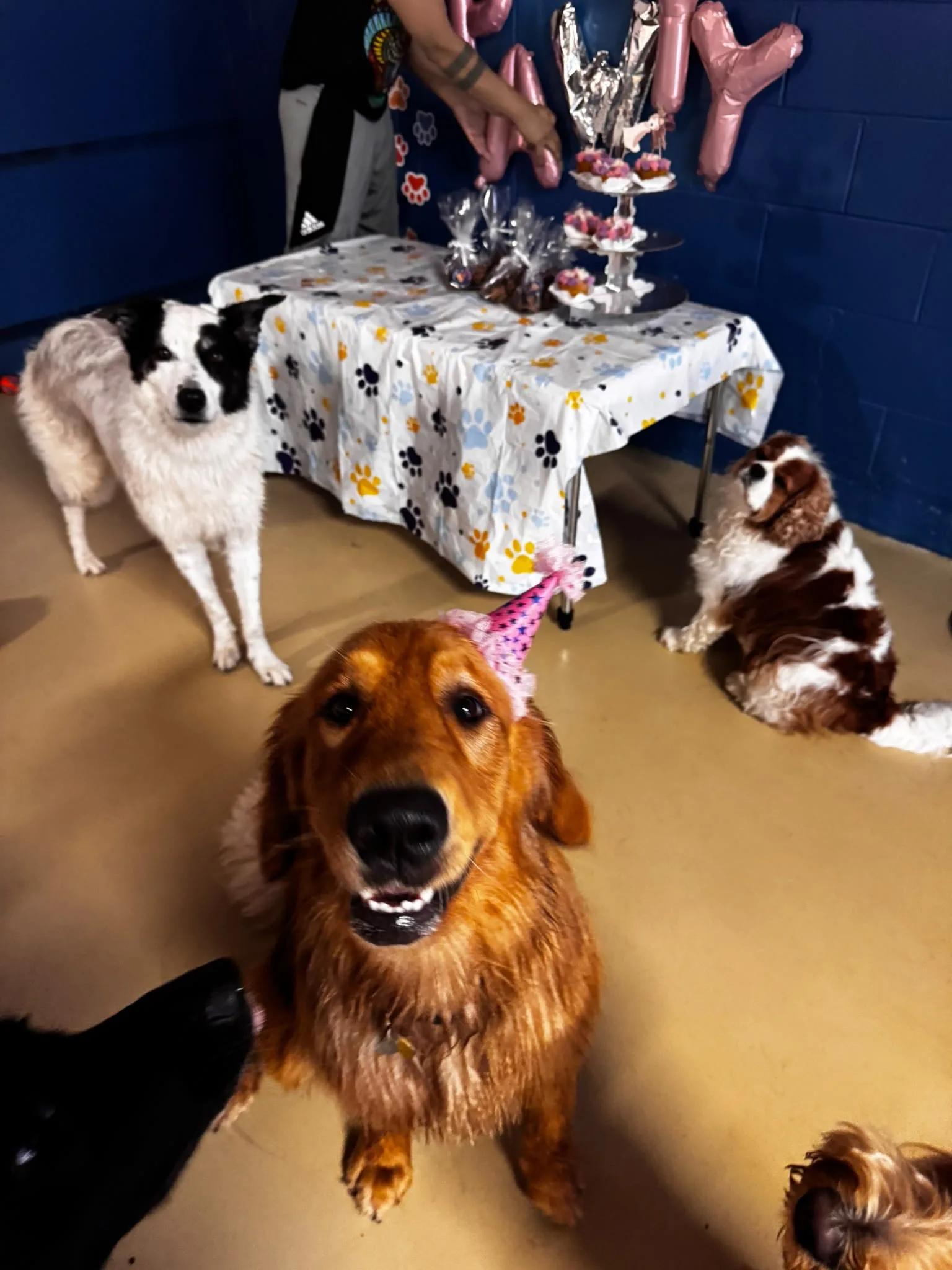 Three dogs in party outfits at a birthday setup