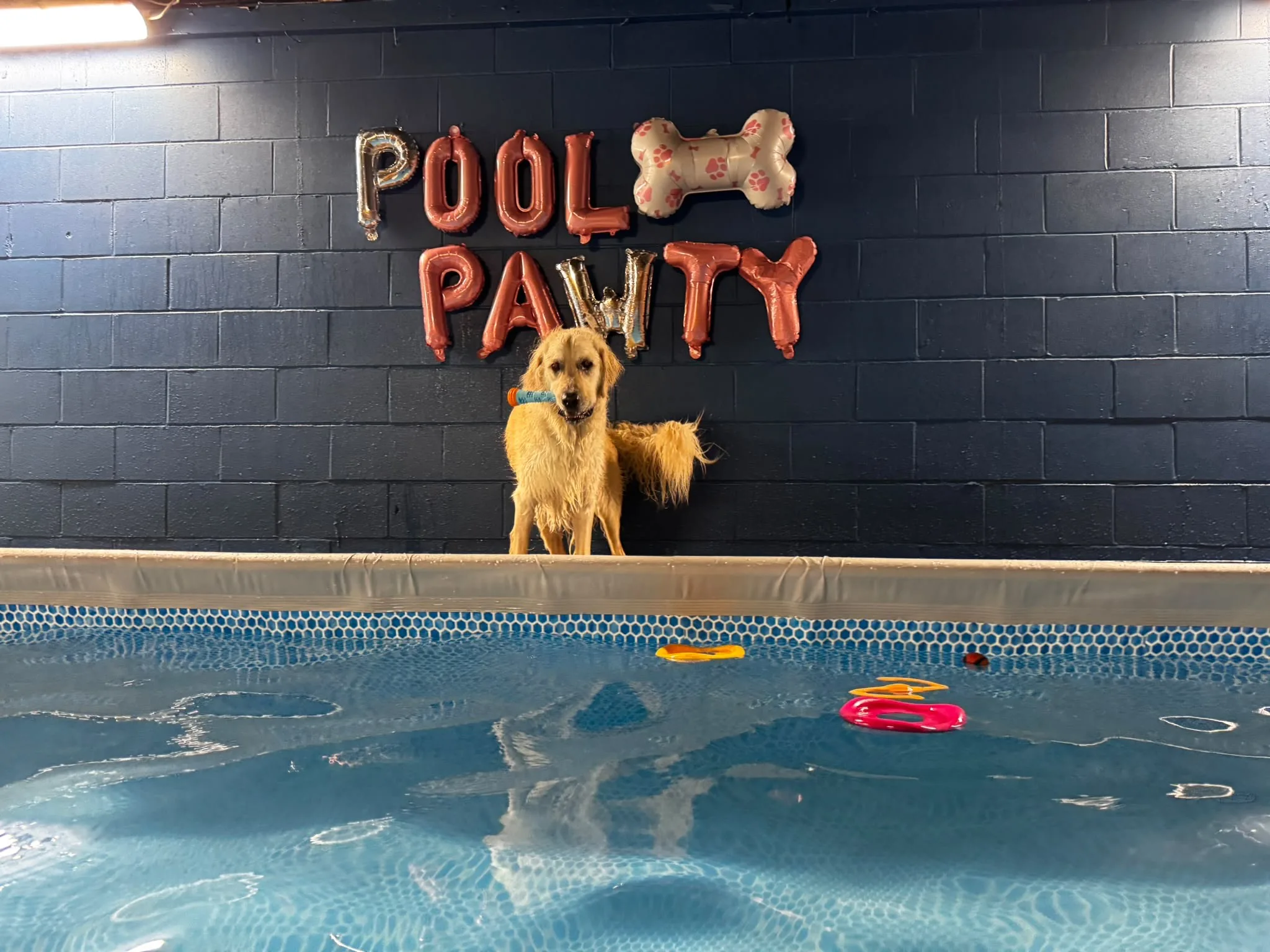 Golden retriever posing by the pool with a toy