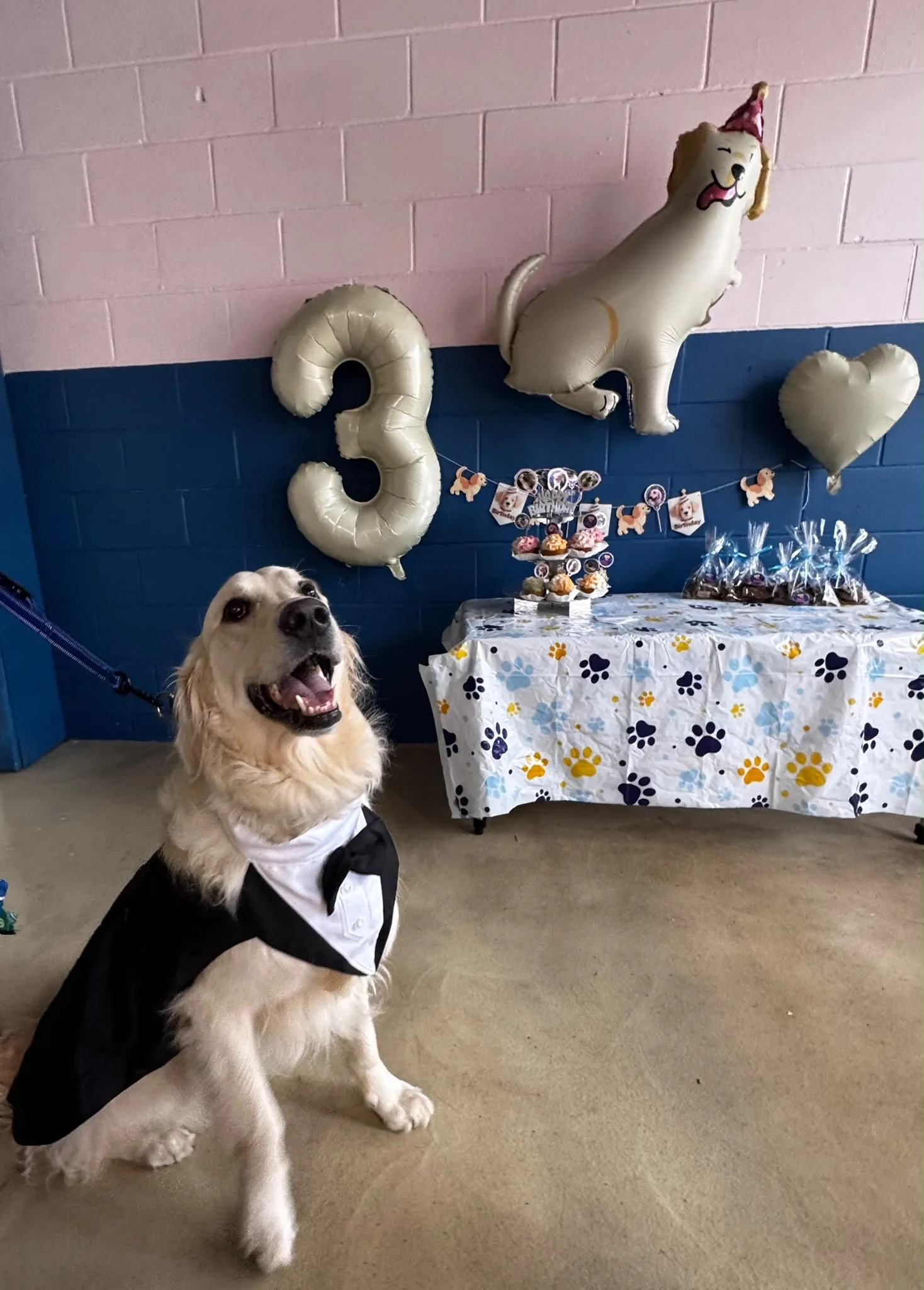 Birthday dog in a tuxedo bandana by the number three balloon