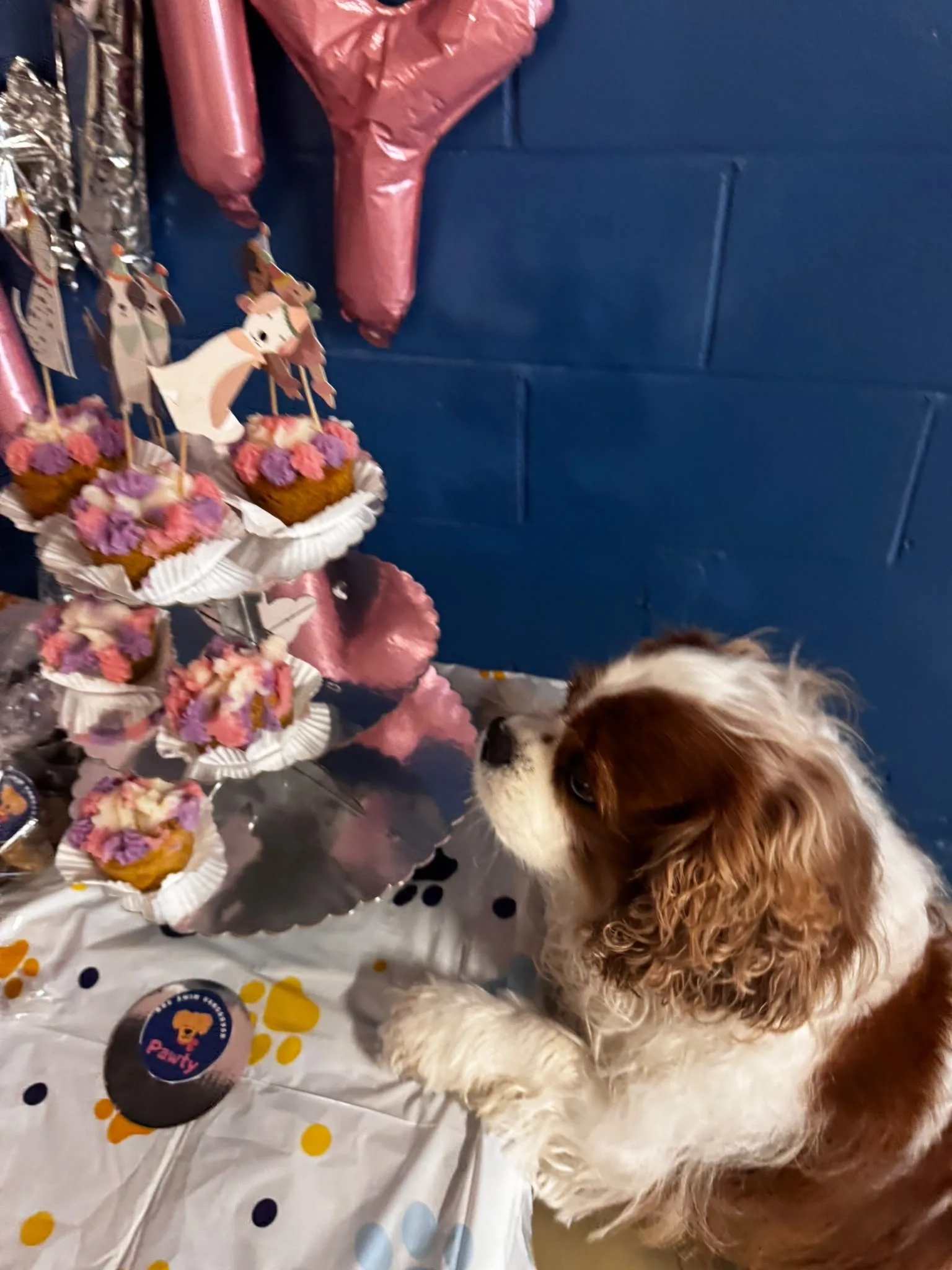 Cavalier eyeing the pupcake tower