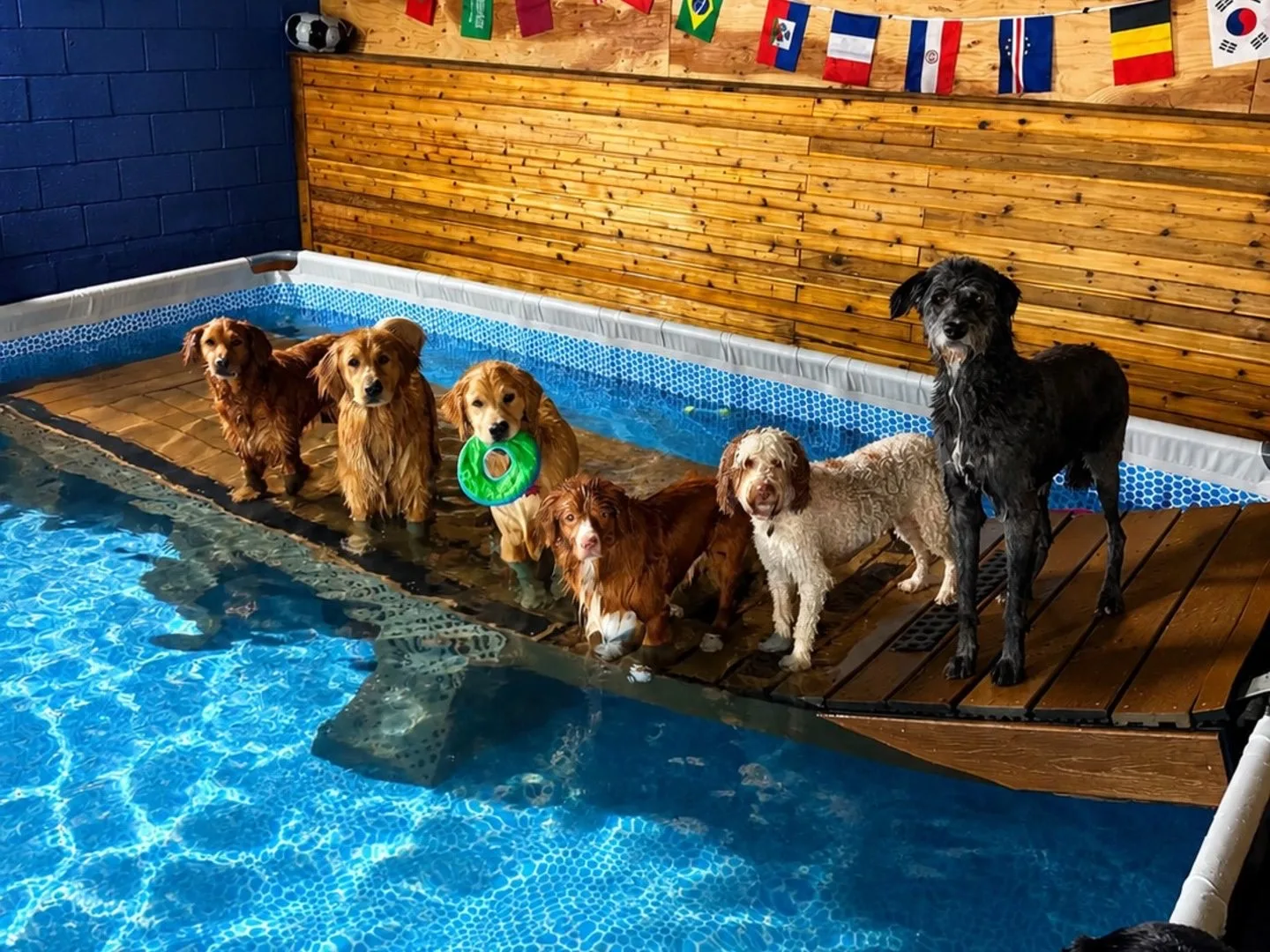 Group of dogs lined up on the pool platform under the flag banner