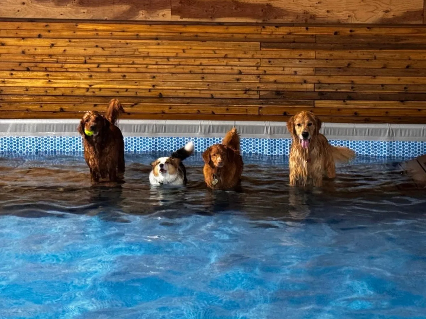 Four dogs swimming in the indoor pool