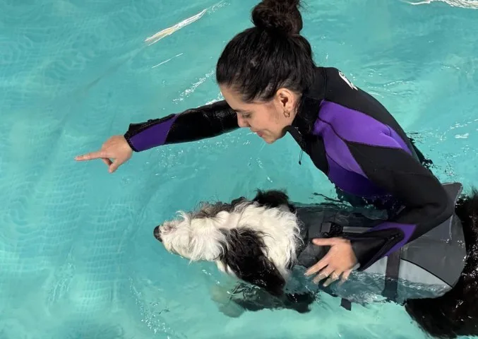Trainer guiding a dog in the pool during a lesson