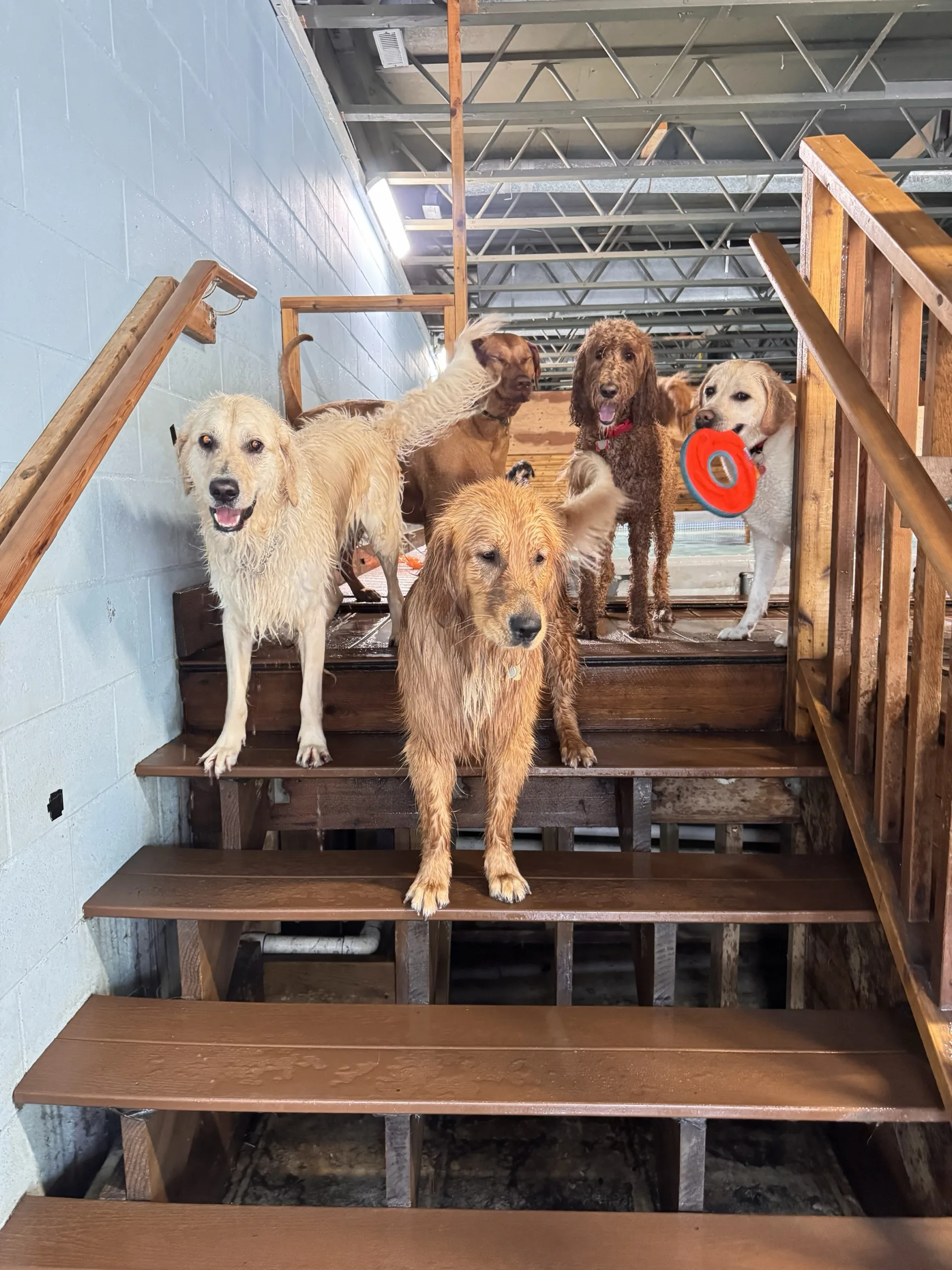 Dogs standing on the pool ledge