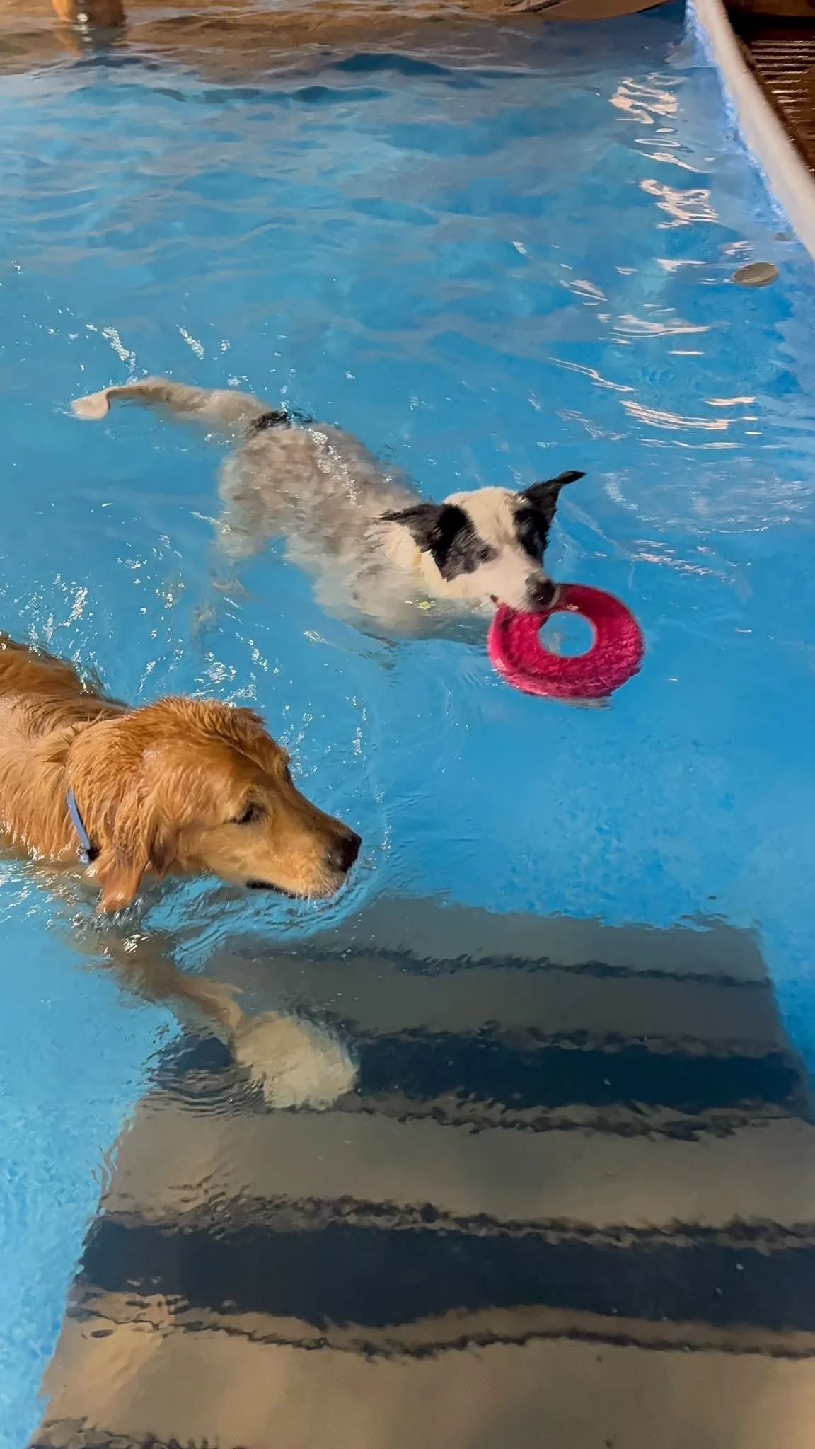 Dogs on the pool stairs after a swim